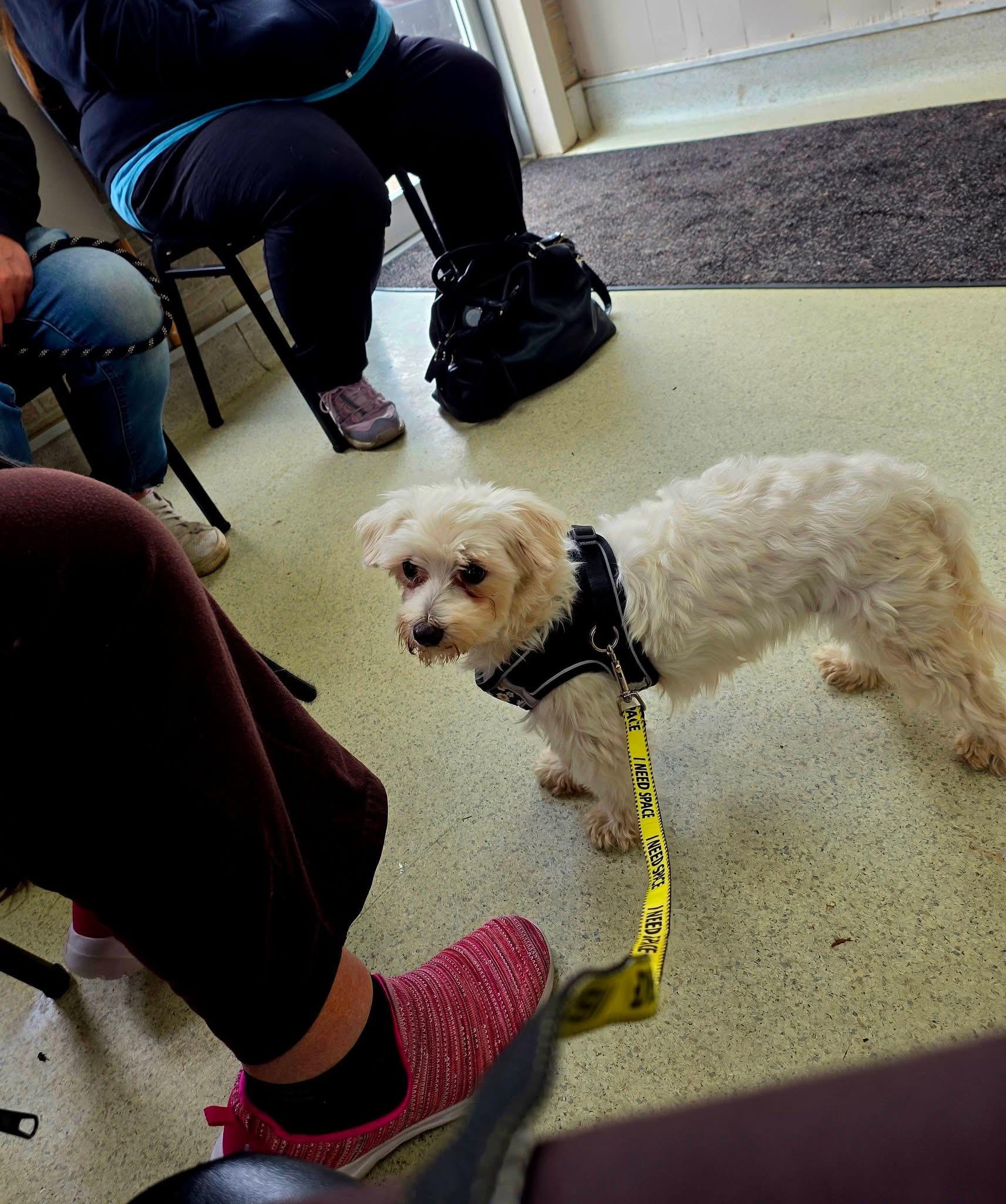 Amber, a ADOPTABLE Maltese in Union Grove, WI image 5/5