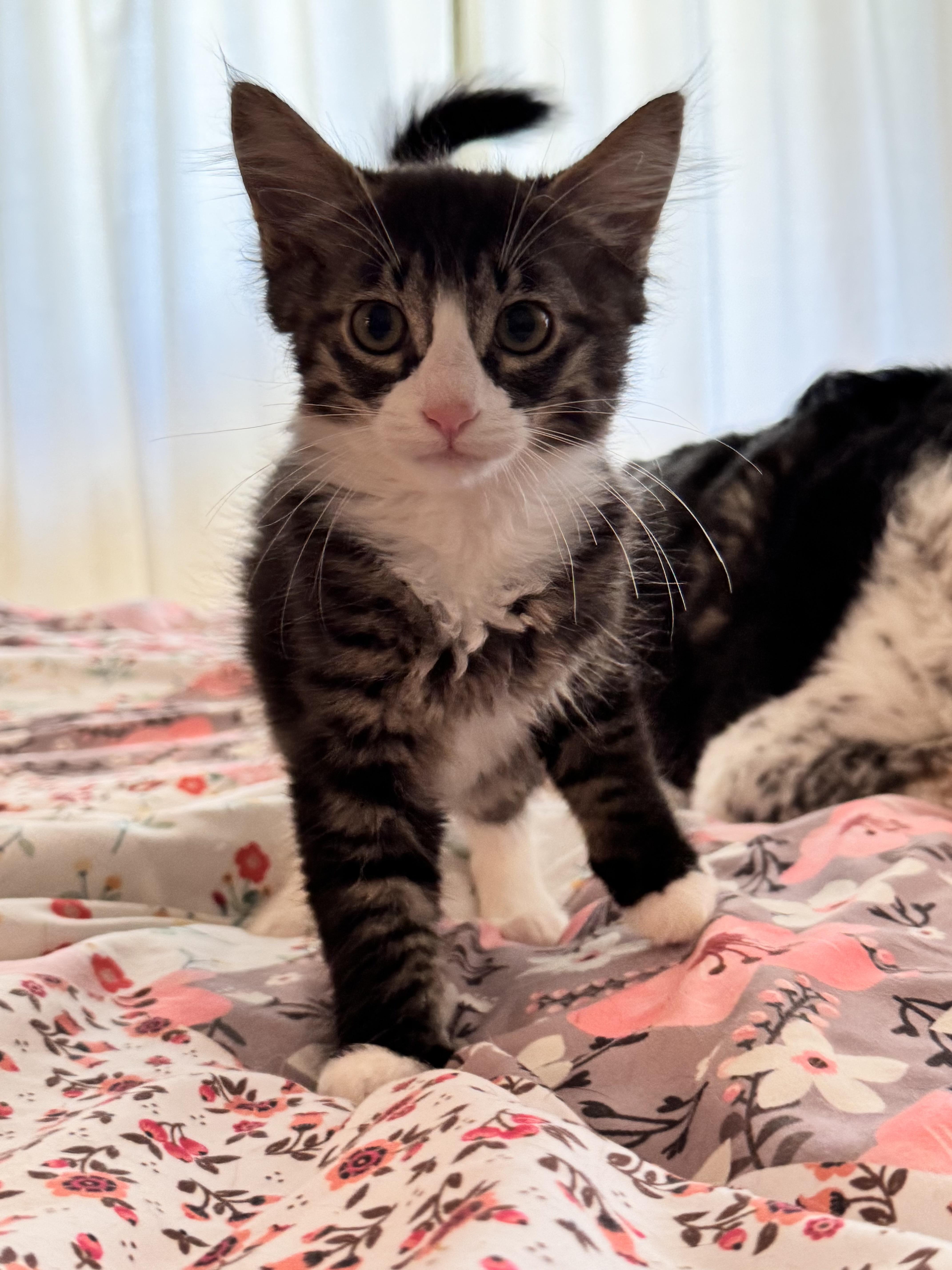 Rose, Adoptable, Kitten Female Domestic Medium Hair.