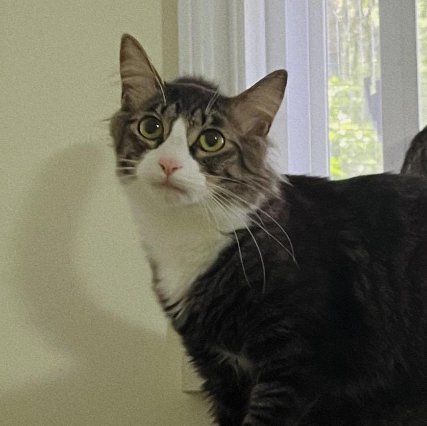 Rose, a Adoptable Domestic Medium Hair in Roberts Creek, BC image 2/4