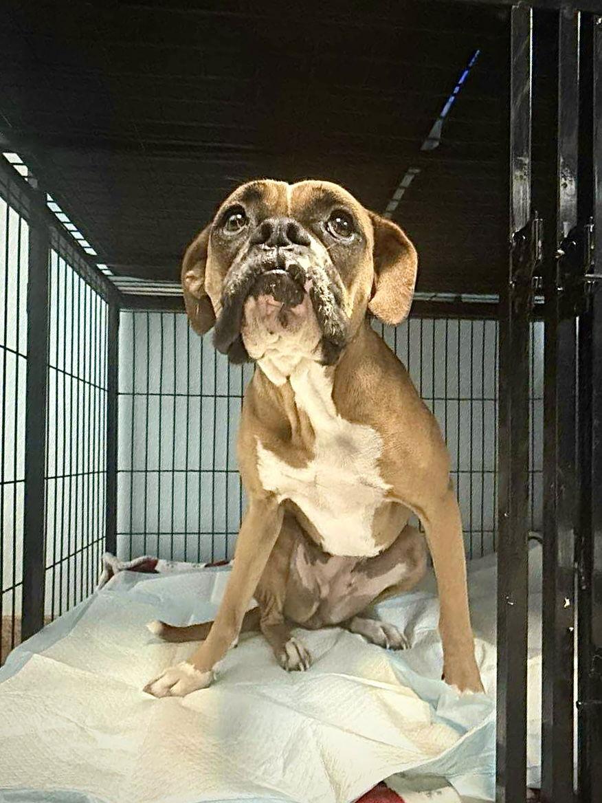 Enlarge Bailey, a Adoptable Boxer in Monticello, NY image 1/2