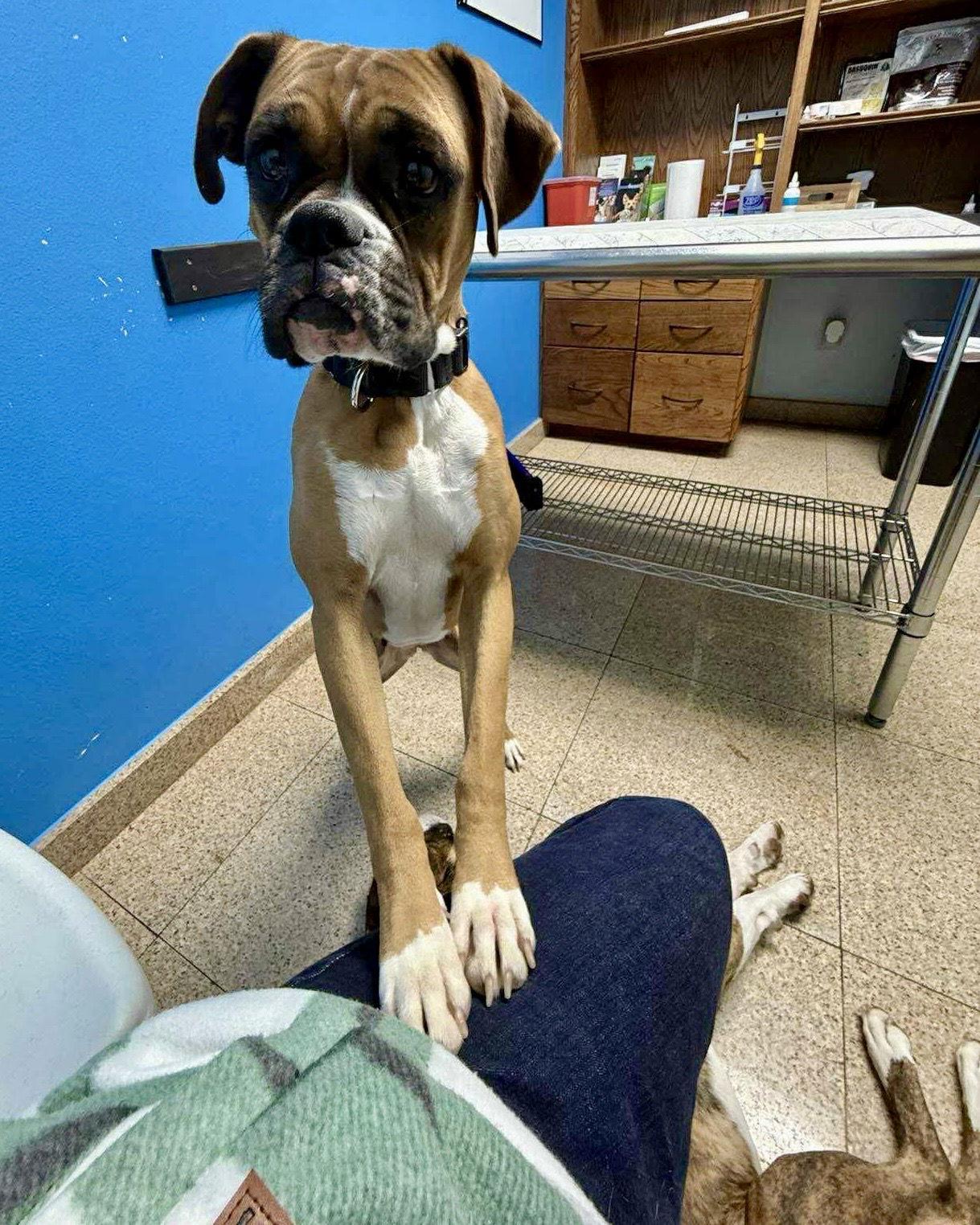 Enlarge Bailey, a Adoptable Boxer in Monticello, NY image 2/3