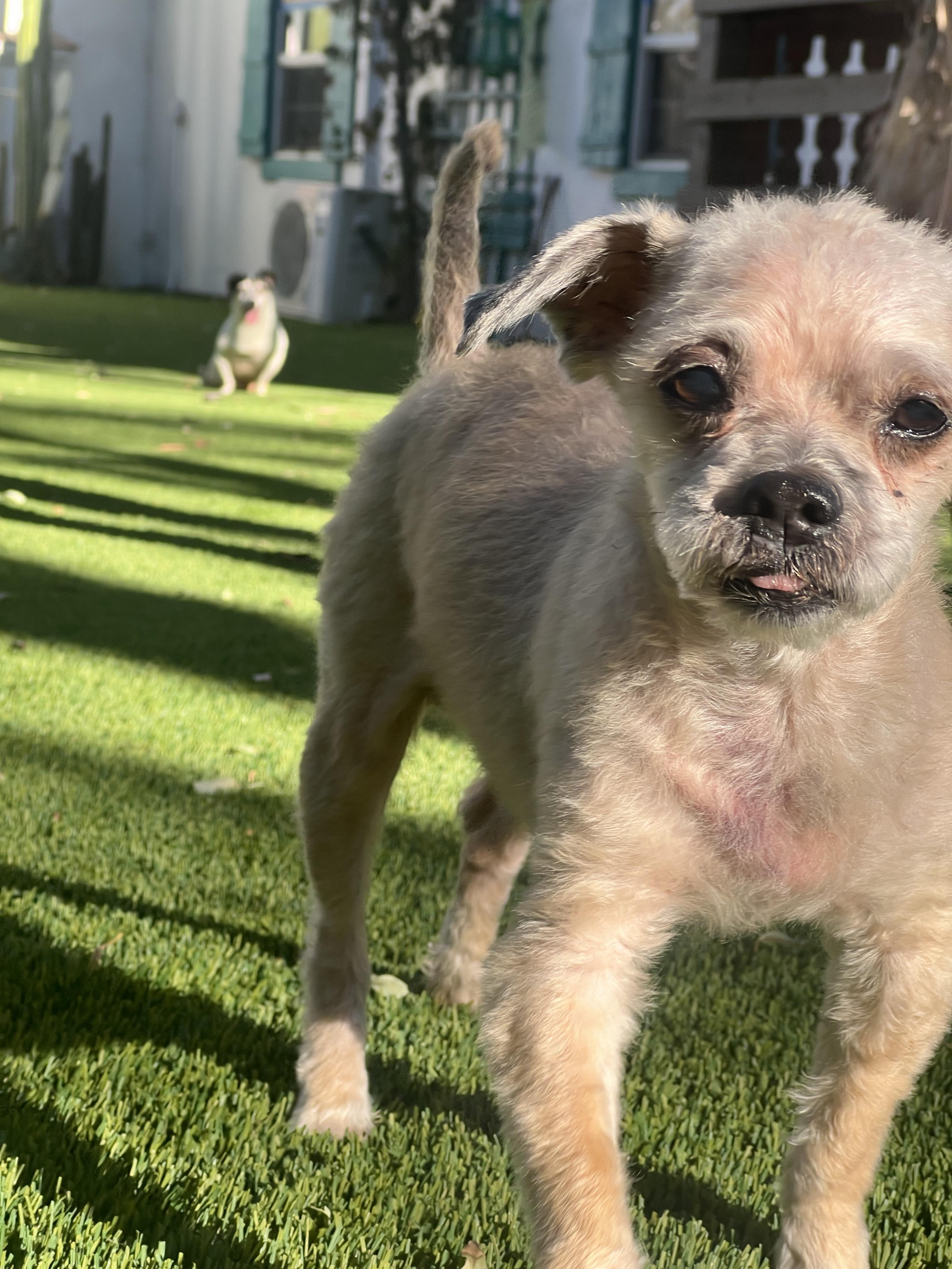 Jack Nicholson, Adoptable, Senior Male Shih Tzu & Miniature Poodle.