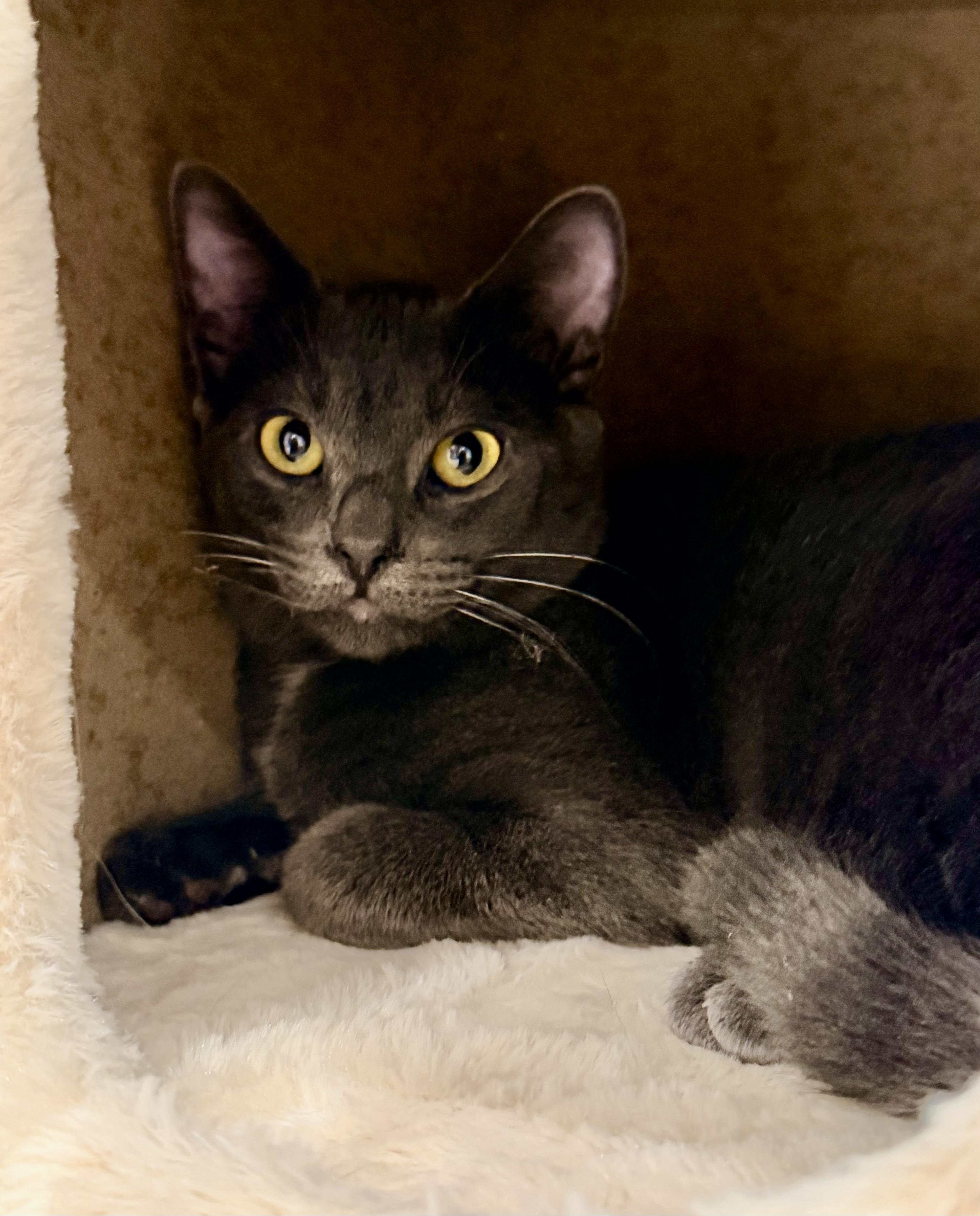 Enlarge Pidge, a Adoptable Domestic Short Hair in East Hanover, NJ image 3/3