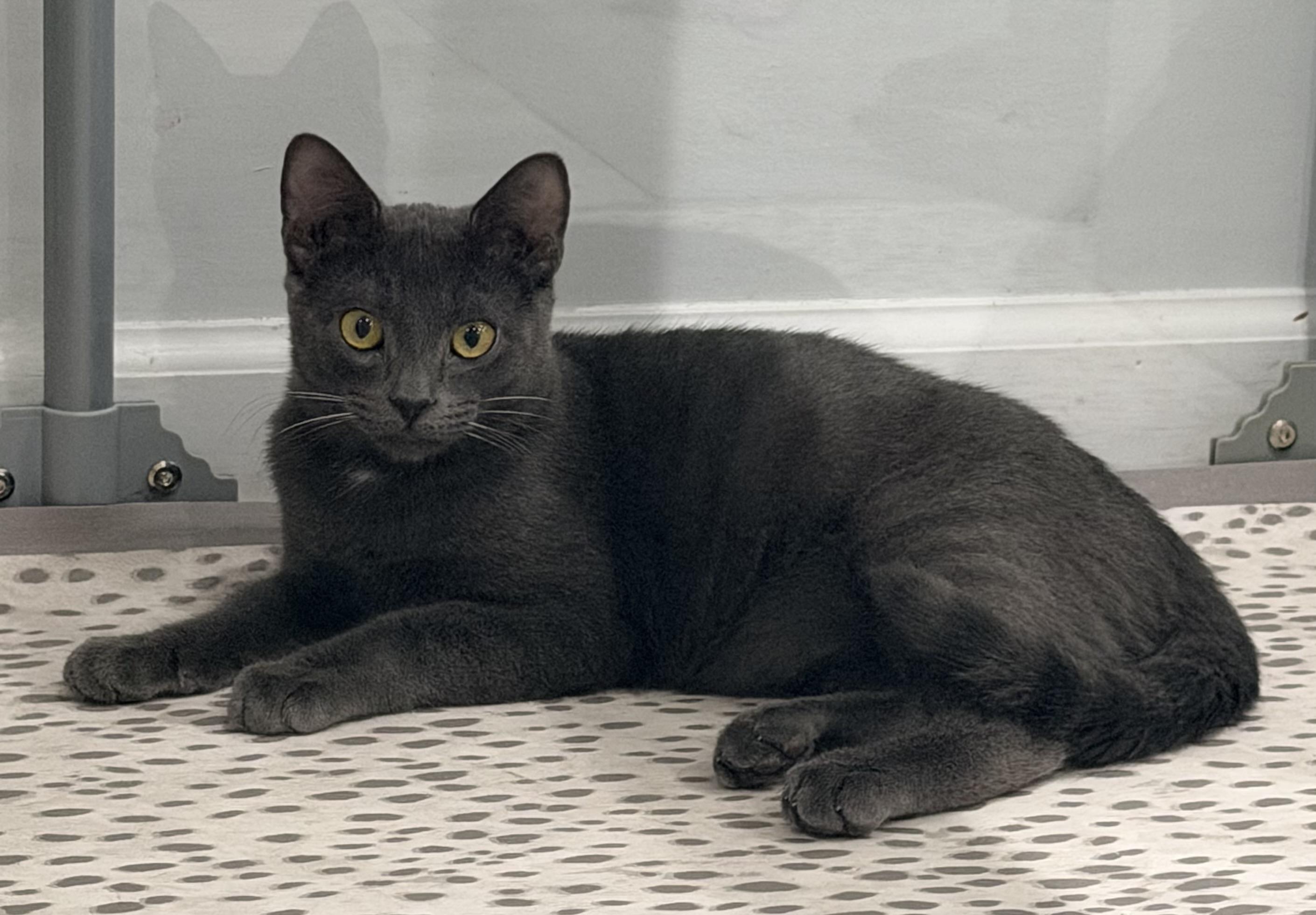 Pidge, Adoptable, Kitten Male Domestic Short Hair.