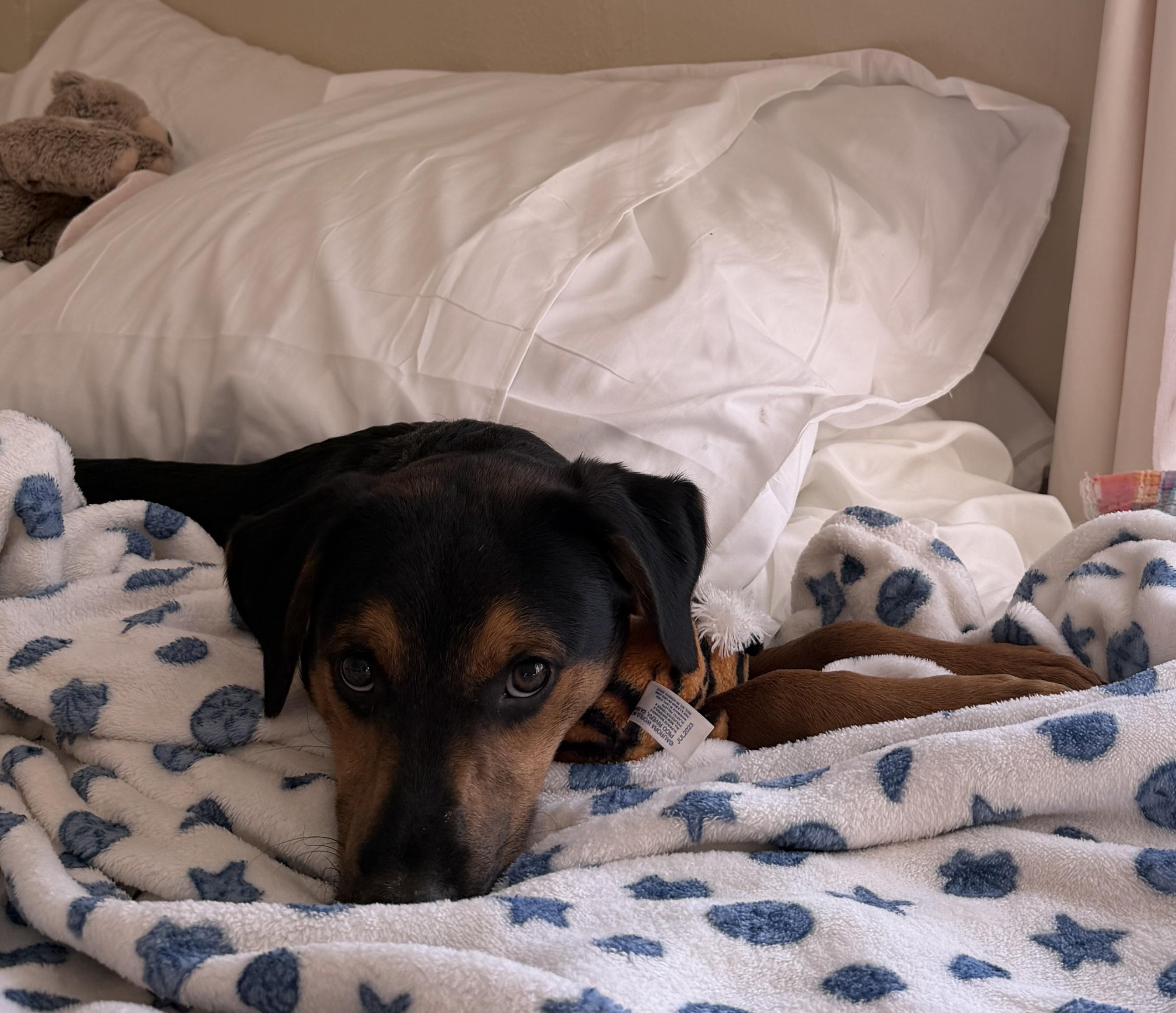 Enlarge Flint Funny, a Adoptable mixed breed in Woburn, MA image 4/6