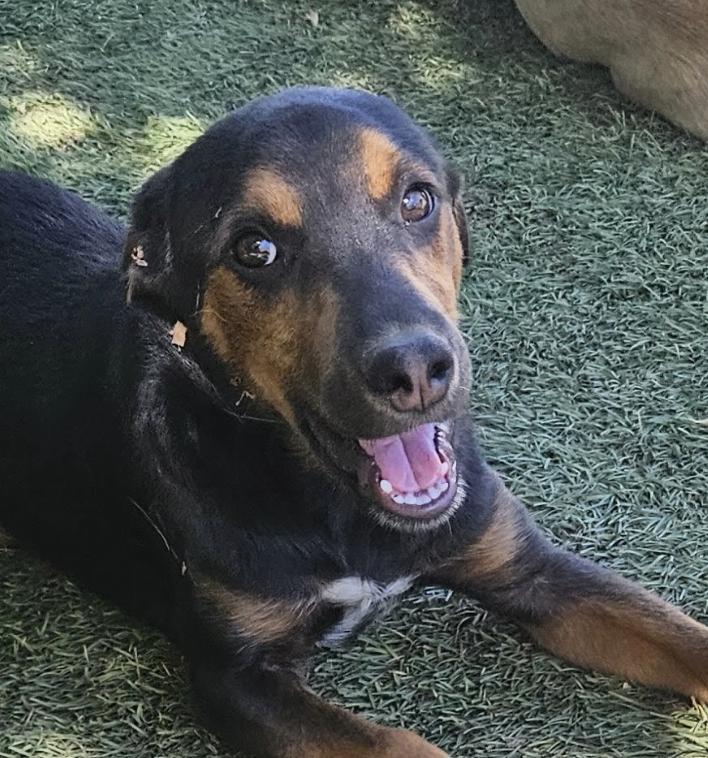 Enlarge Flint Funny, a Adoptable mixed breed in Woburn, MA image 6/6