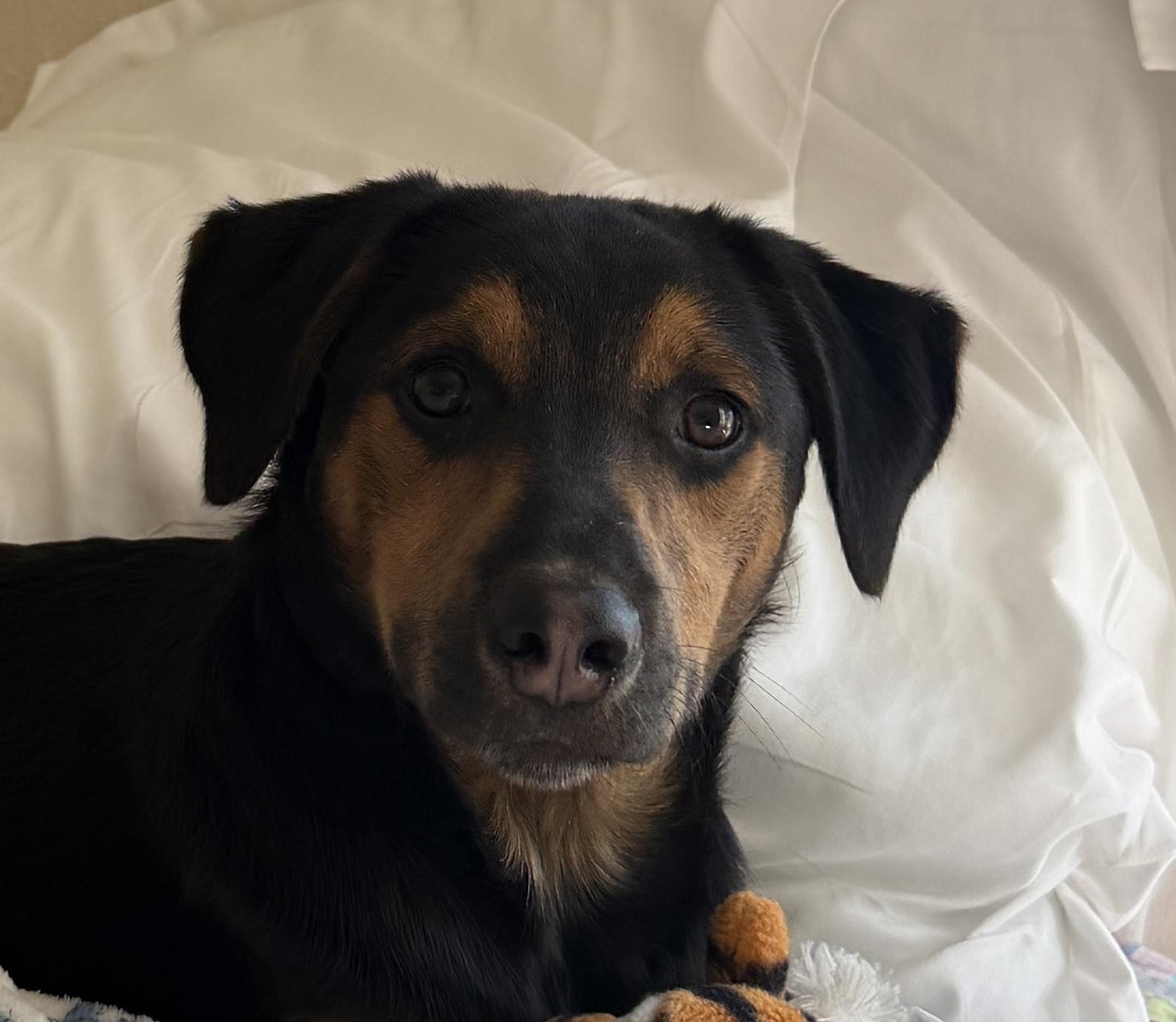 Enlarge Flint Funny, a Adoptable mixed breed in Woburn, MA image 1/6