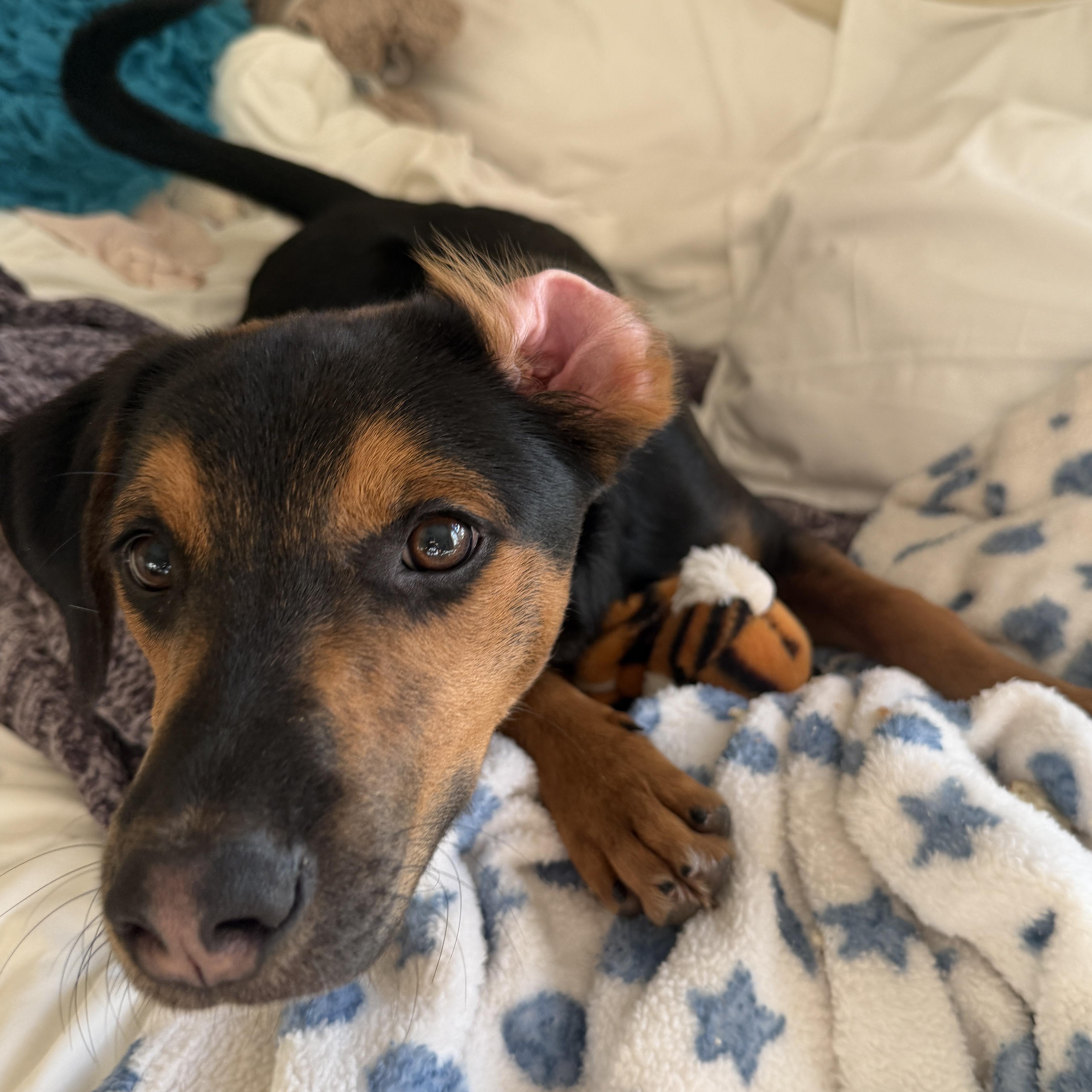 Enlarge Flint Funny, a Adoptable mixed breed in Woburn, MA image 3/6