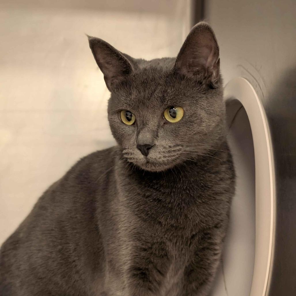 Sidney, Adoptable, Adult Female Domestic Short Hair.