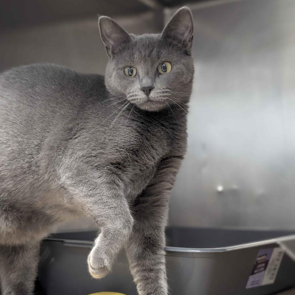 Sidney, a Adoptable Domestic Short Hair in Greenville, SC image 2/4