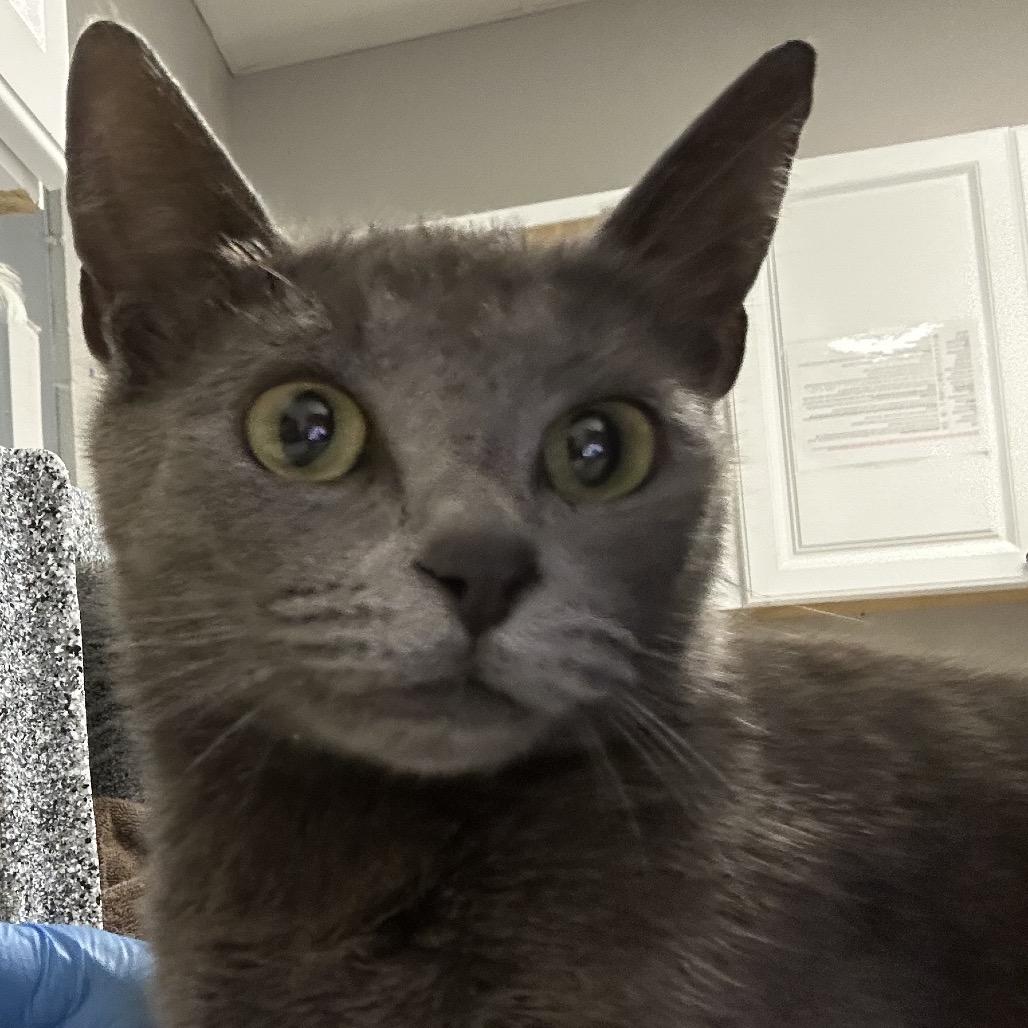 Sidney, Adoptable, Adult Female Domestic Short Hair.