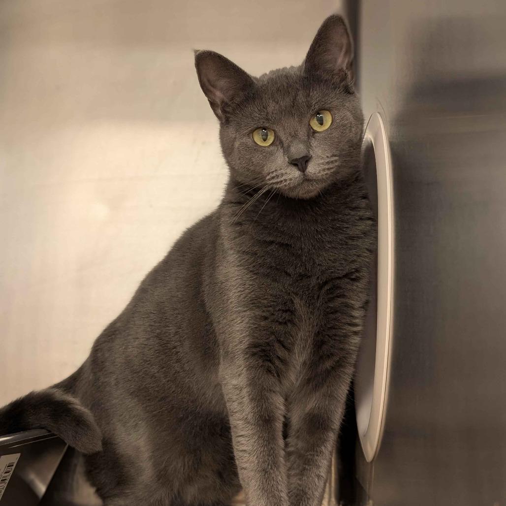 Sidney, a Adoptable Domestic Short Hair in Greenville, SC image 4/4