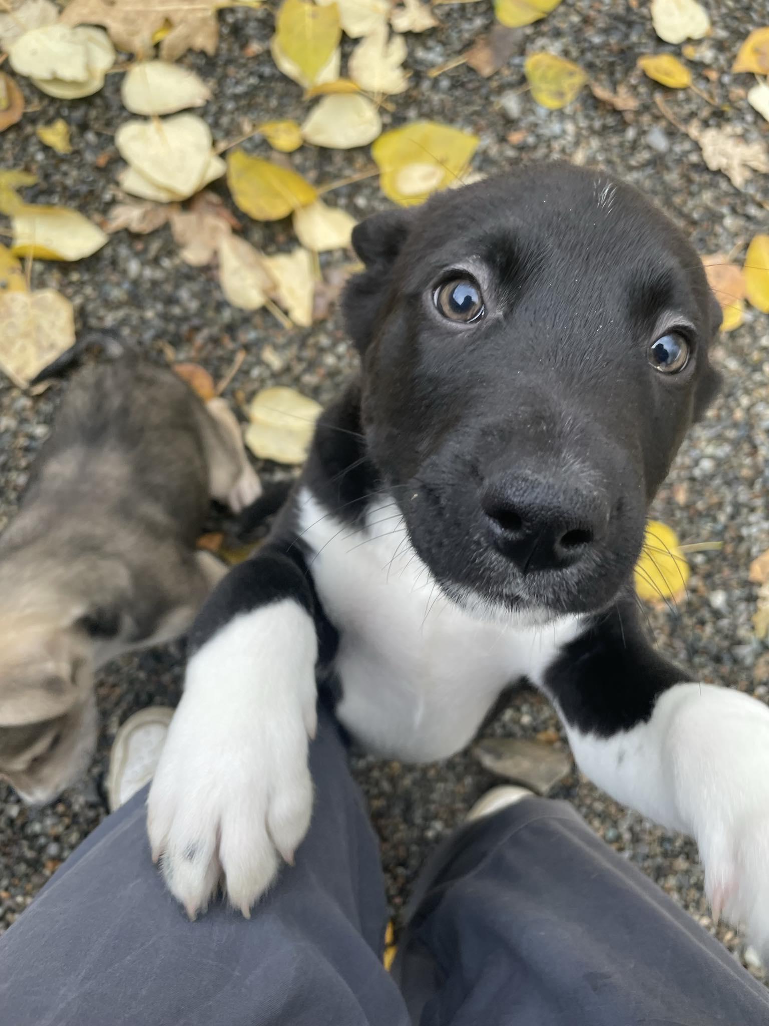 Mars, a ADOPTABLE Mixed Breed in St. Maries, ID image 1/3