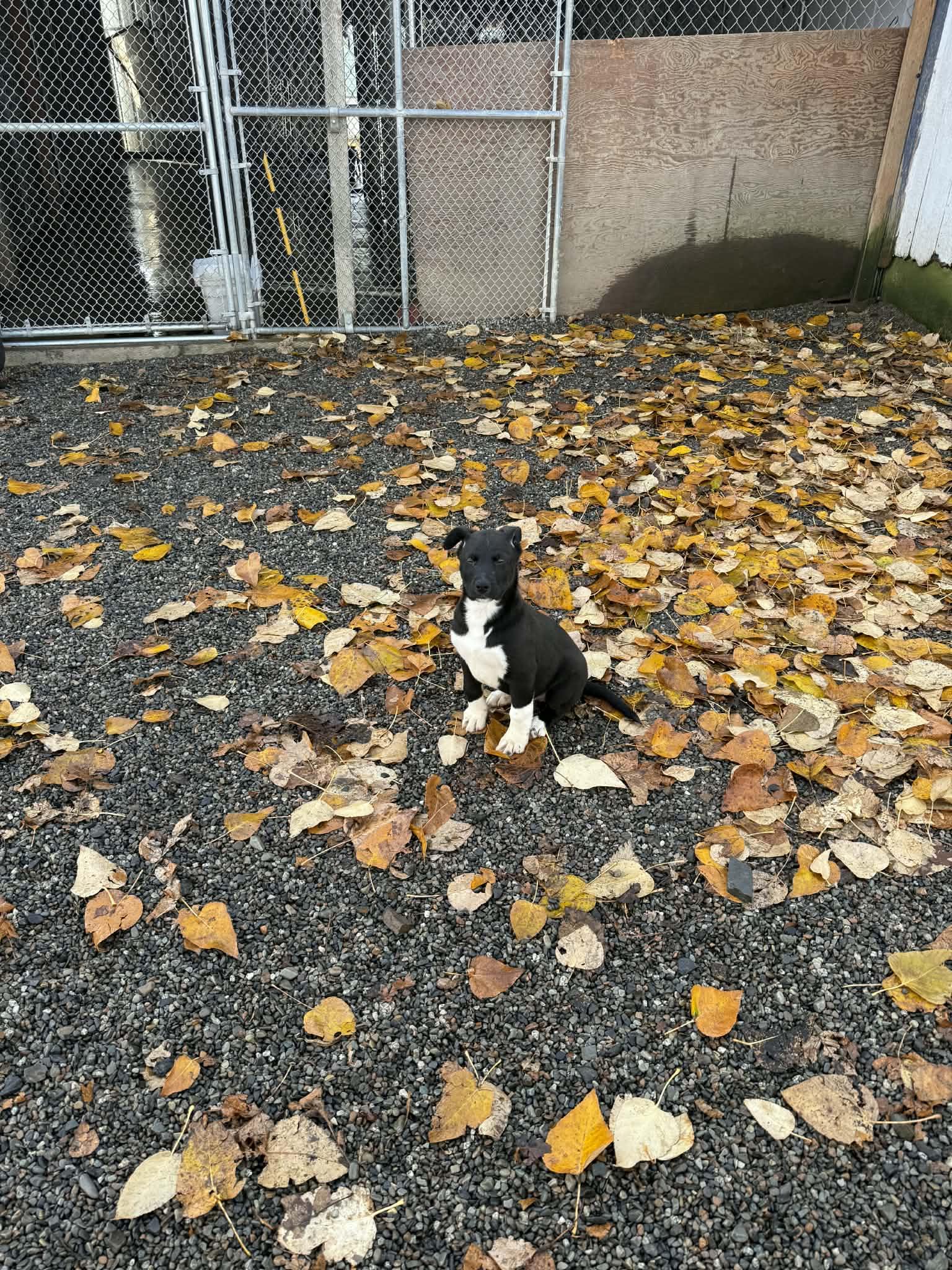 Mars, a ADOPTABLE Mixed Breed in St. Maries, ID image 2/3