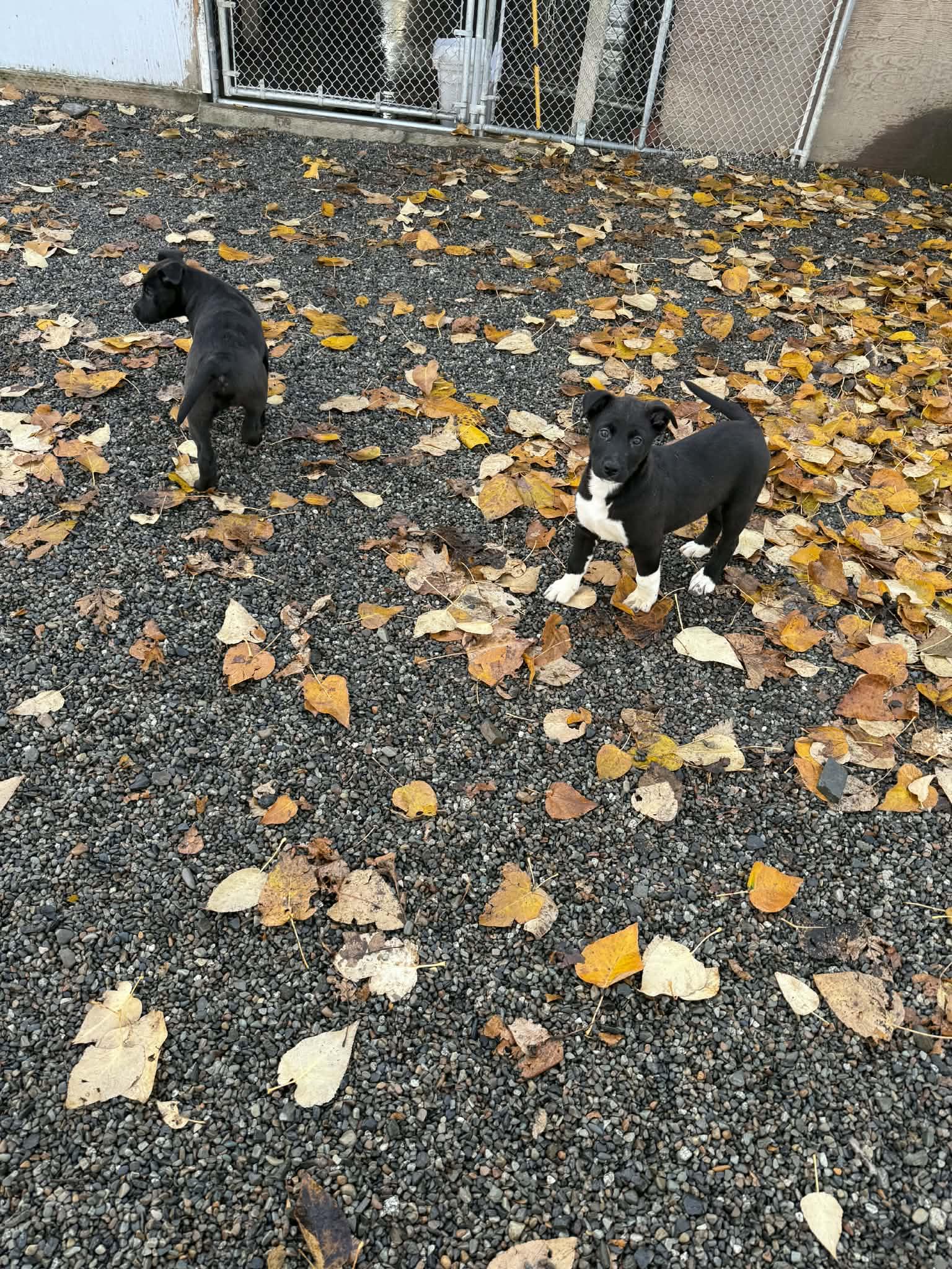 Mars, a ADOPTABLE Mixed Breed in St. Maries, ID image 3/3
