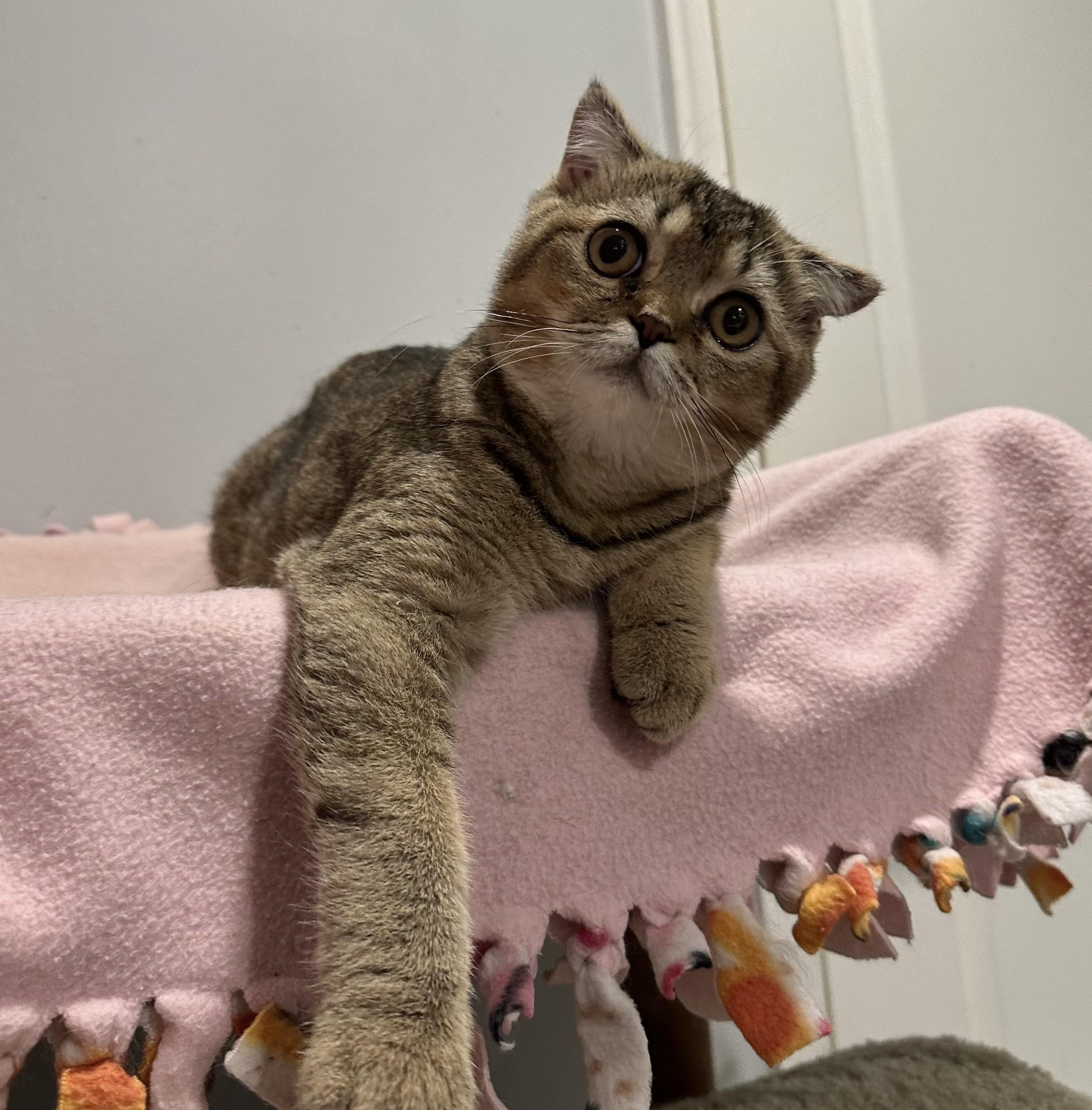 Enlarge Scotty, a Adopted Scottish Fold in Fairfax, VA image 2/4