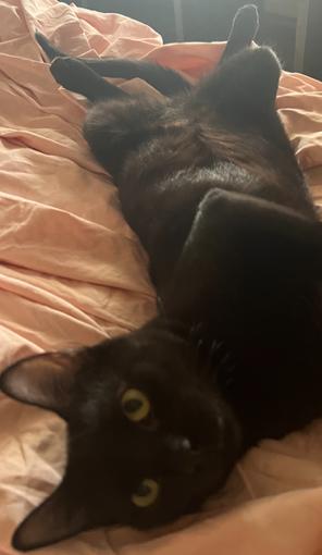 Bronx, Adoptable, Young Male Domestic Short Hair.