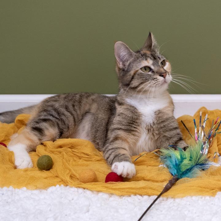 Carly, Adoptable, Adult Female Domestic Short Hair.