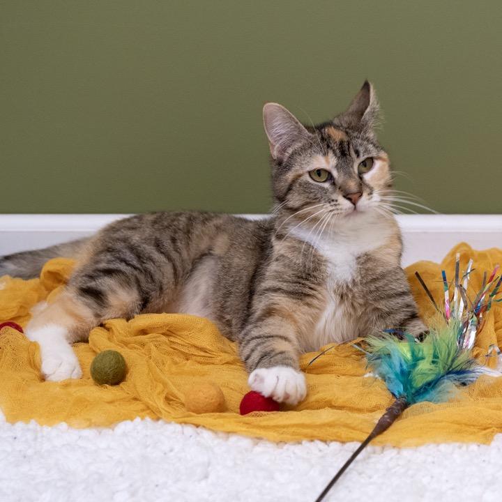 Enlarge Carly, a Adoptable Domestic Short Hair in Pekin, IL image 2/6