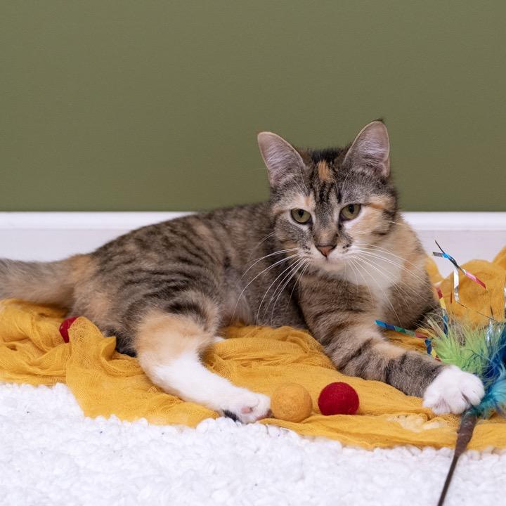 Enlarge Carly, a Adoptable Domestic Short Hair in Pekin, IL image 3/6