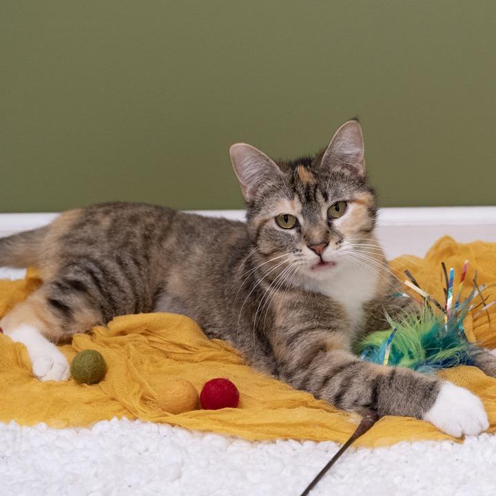 Enlarge Carly, a Adoptable Domestic Short Hair in Pekin, IL image 4/6