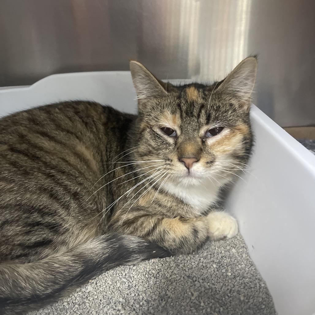 Enlarge Carly, a Adoptable Domestic Short Hair in Pekin, IL image 5/6