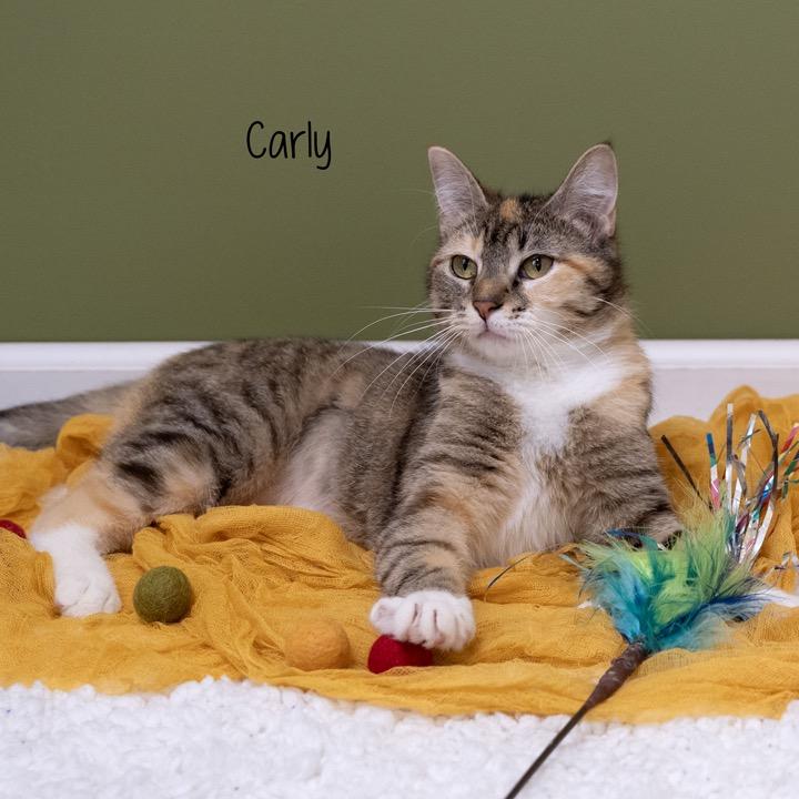 Enlarge Carly, a Adoptable Domestic Short Hair in Pekin, IL image 6/6