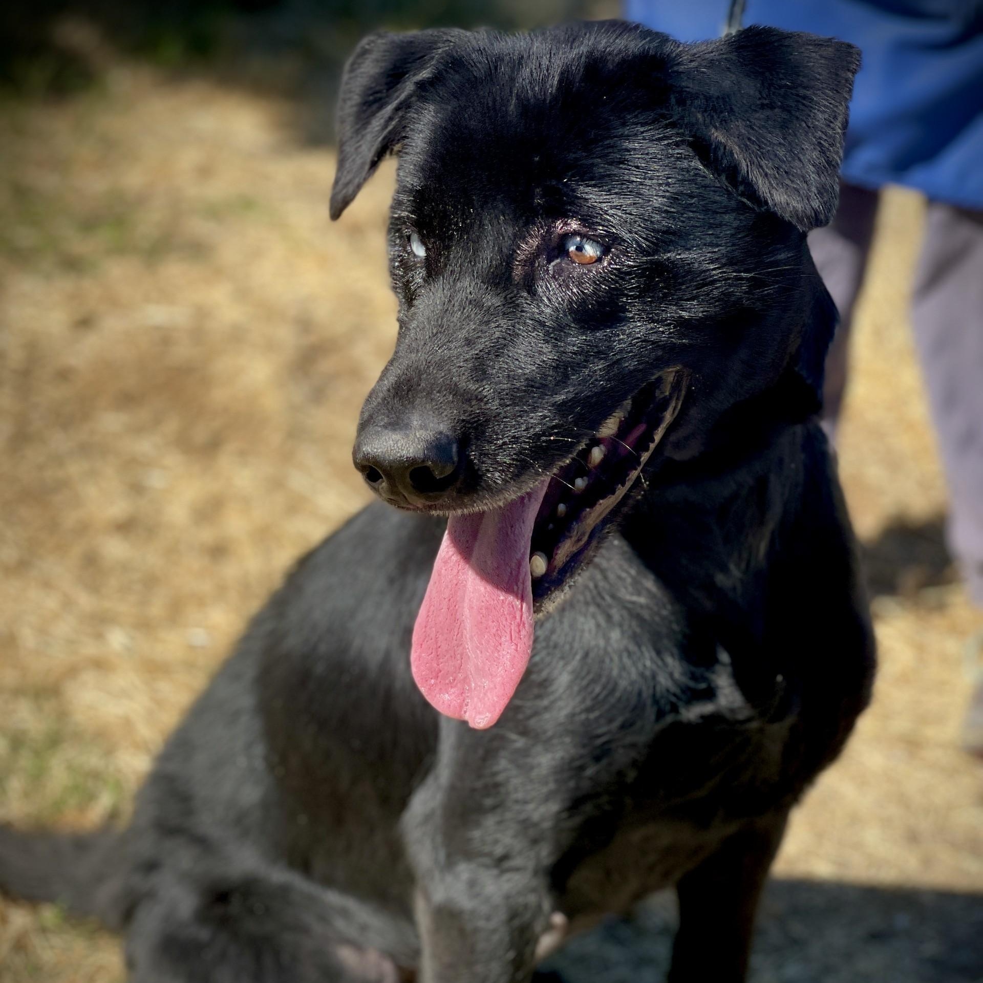 Dahlia, ADOPTABLE, Adult Female Black Labrador Retriever.