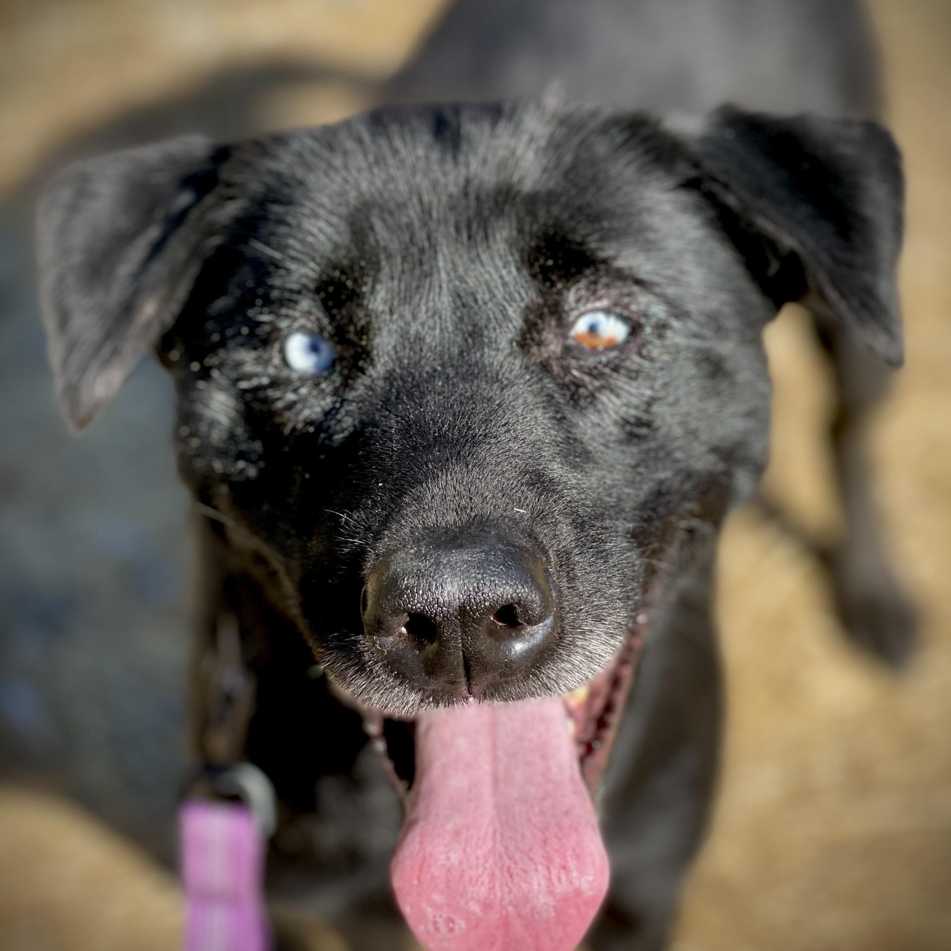 Dahlia, a ADOPTABLE mixed breed in San Andreas, CA image 2/4