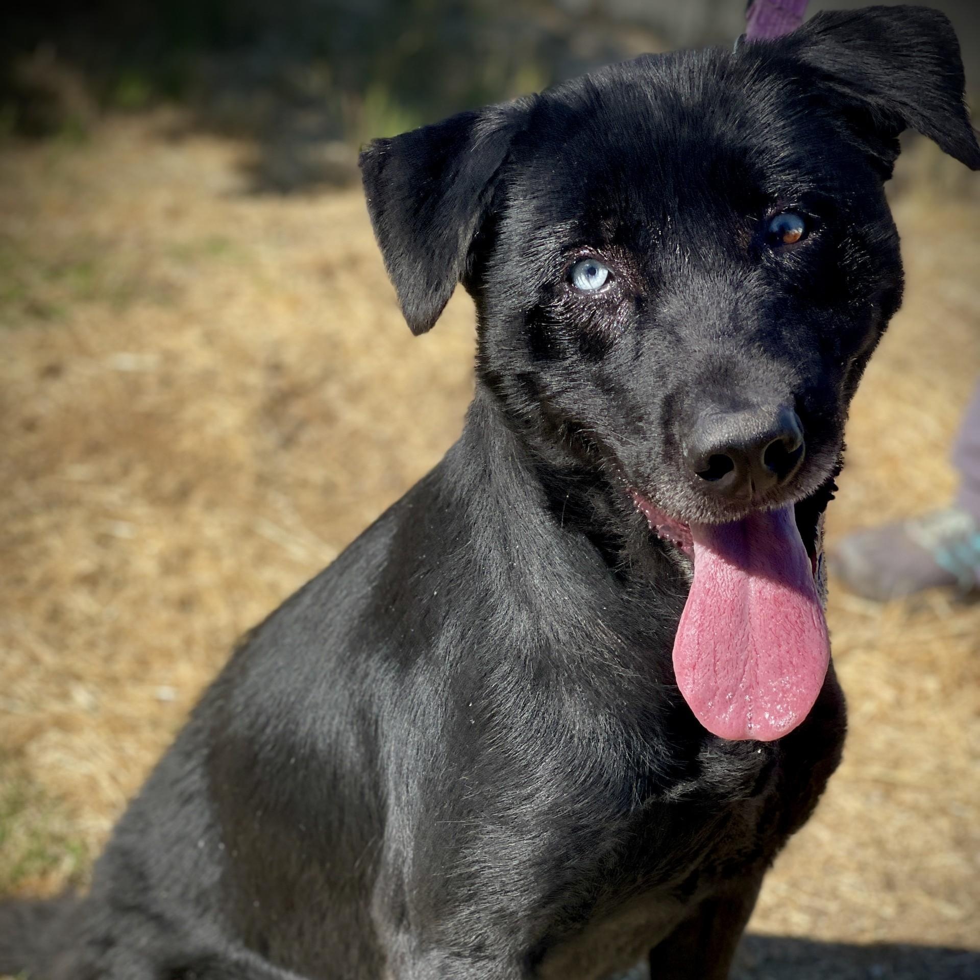 Dahlia, a ADOPTABLE mixed breed in San Andreas, CA image 3/4
