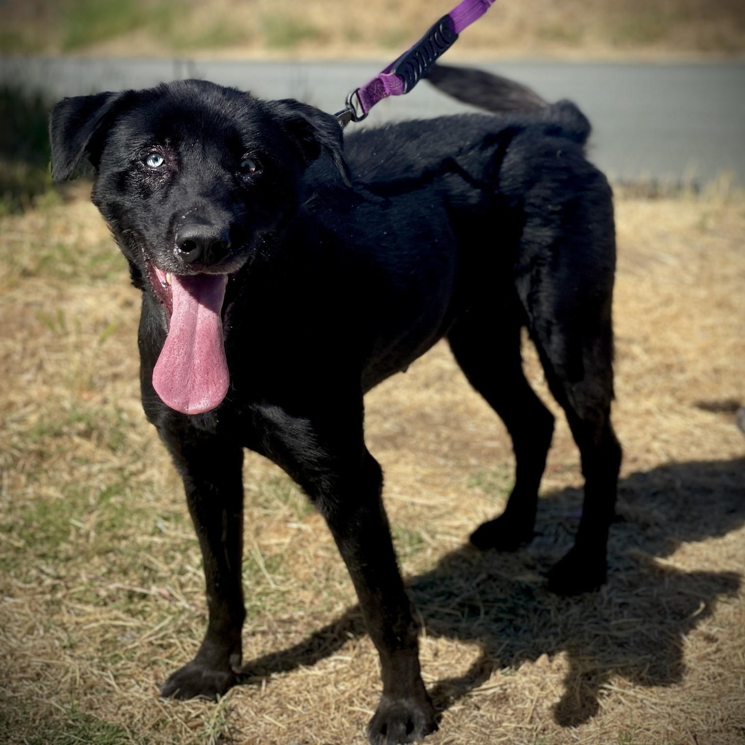 Dahlia, a ADOPTABLE mixed breed in San Andreas, CA image 4/4