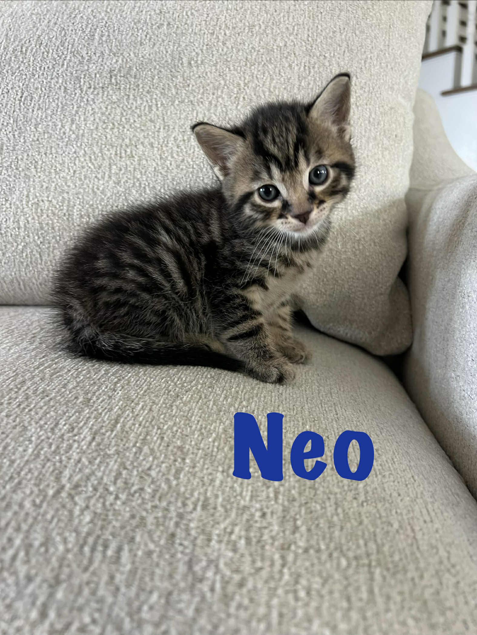 Neo Ched, Adoptable, Kitten Male Domestic Short Hair.