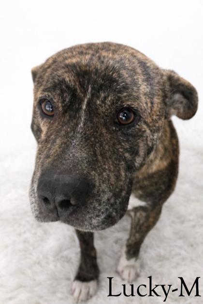 Enlarge Lucky, a Adoptable mixed breed in Guntersville, AL image 1/1