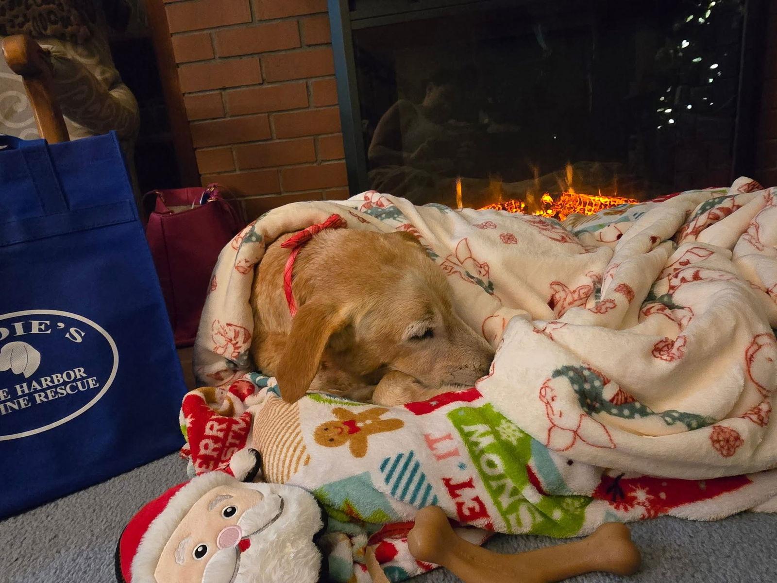 Emilio, Adopted, Senior Male Labrador Retriever.