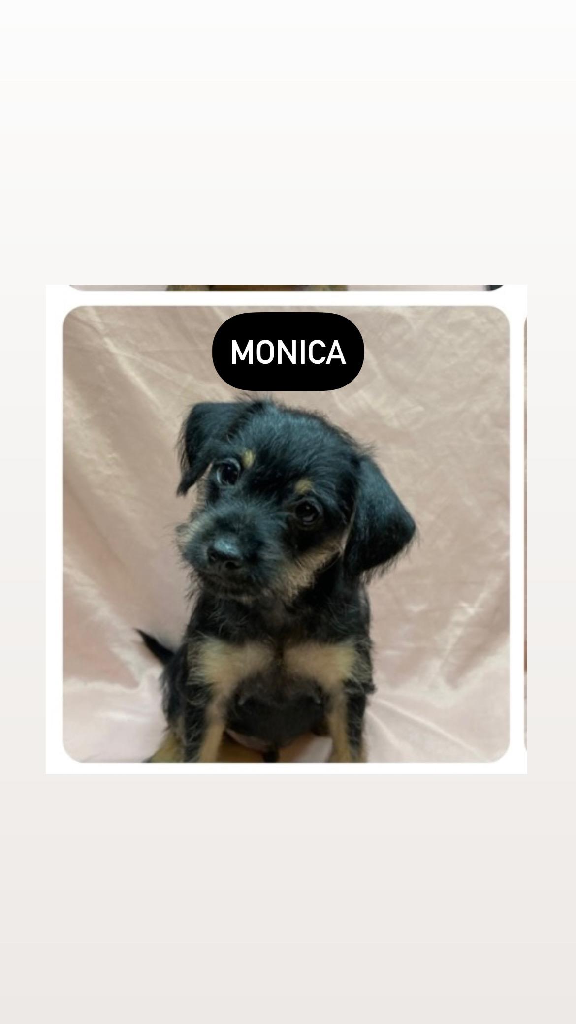 Monica