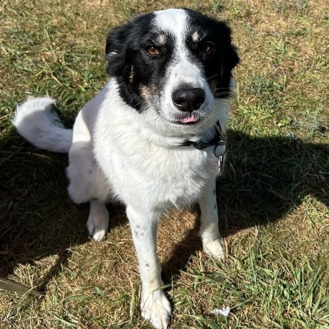 Enlarge Bandit, an adoptable mixed breed in Traverse City, MI image 1/1