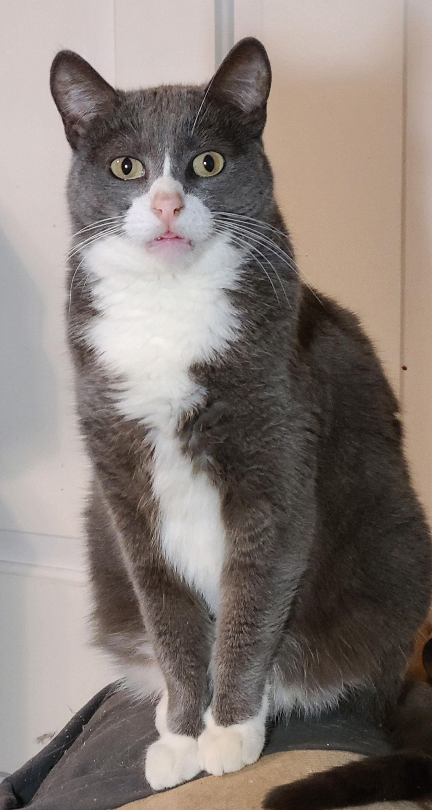 Eleanor, Adoptable, Adult Female Domestic Short Hair & Tuxedo.