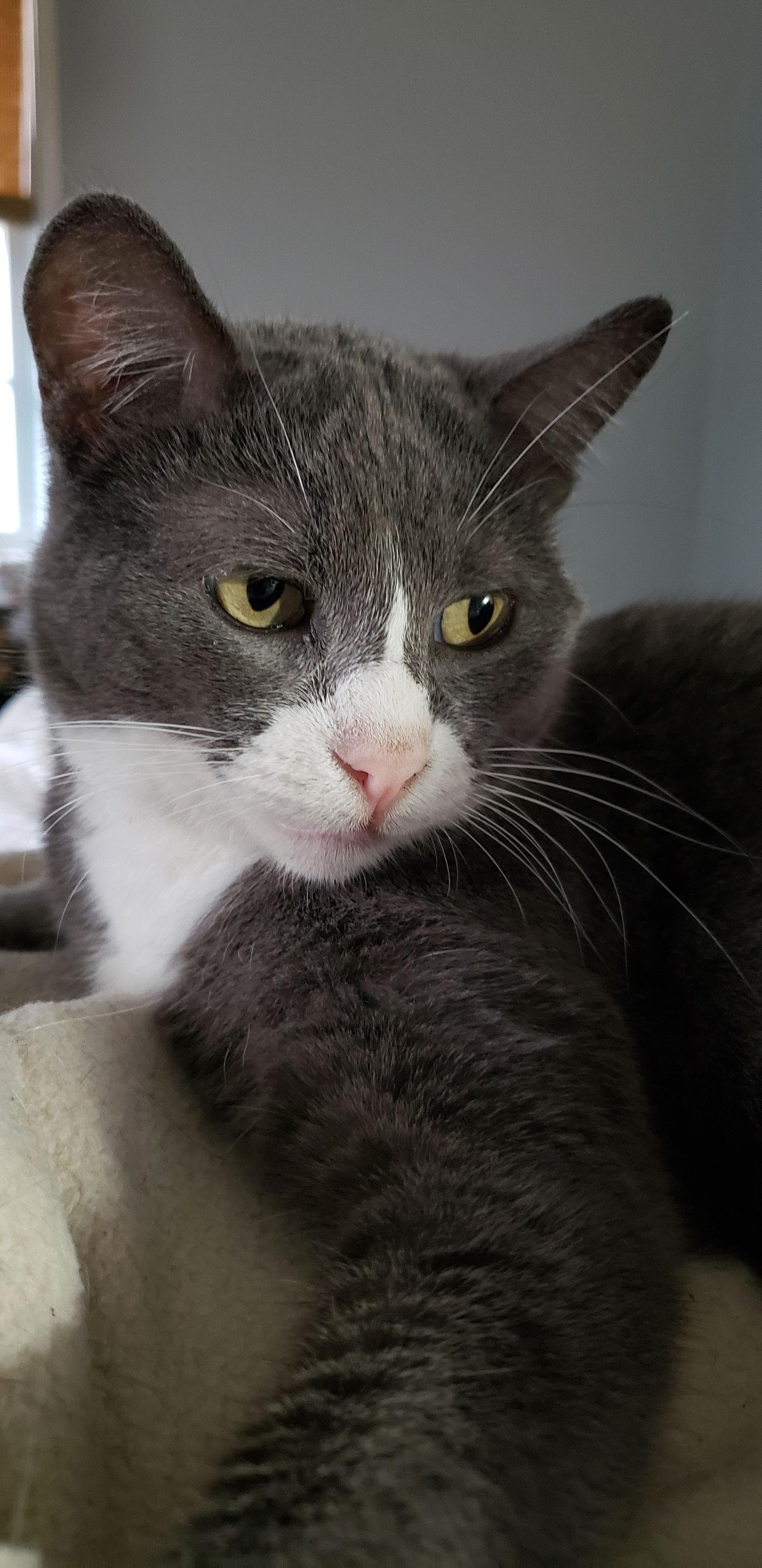 Enlarge Eleanor, a Adoptable mixed breed in Los Angeles, CA image 1/6