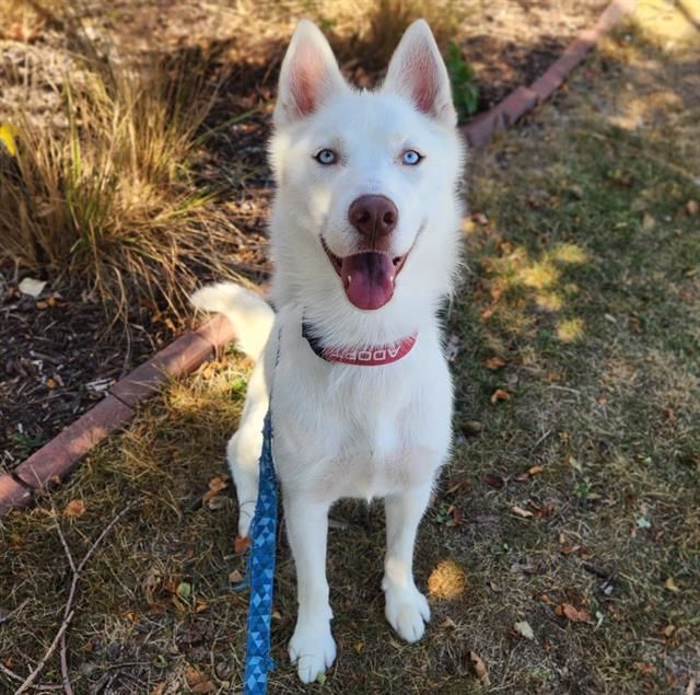 SNOW, Adoptable, Young Female Husky & Mixed Breed.