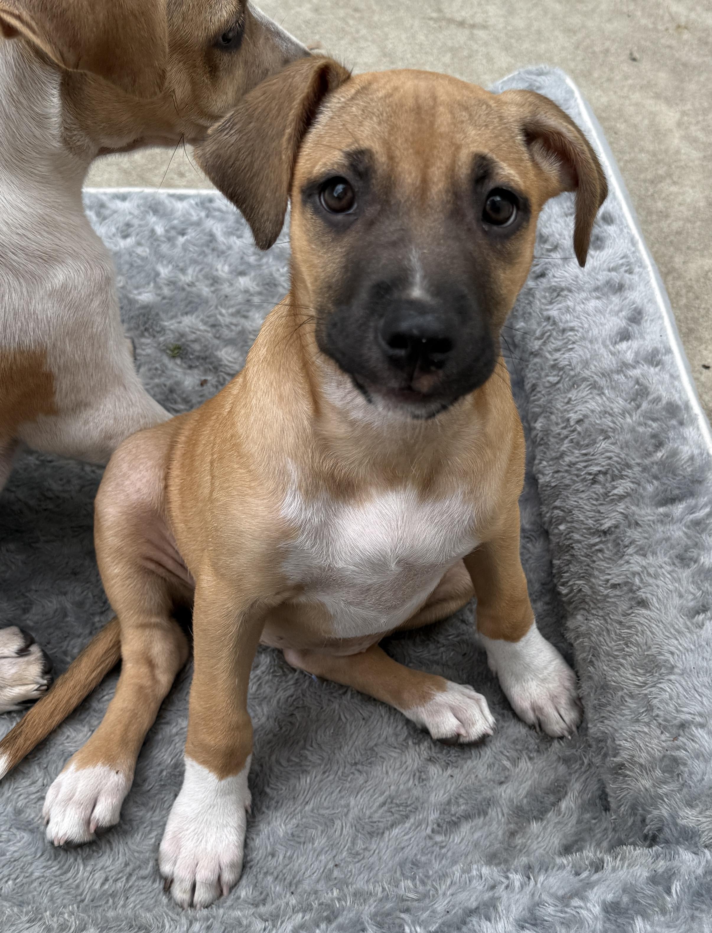 Mayhem, Adoptable, Puppy Female Labrador Retriever & Boxer.