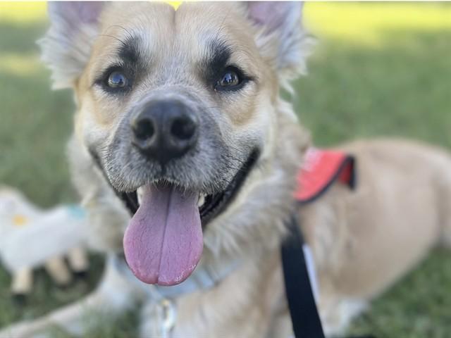 Enlarge SNICKERS, a Adoptable mixed breed in Phoenix, AZ image 1/1