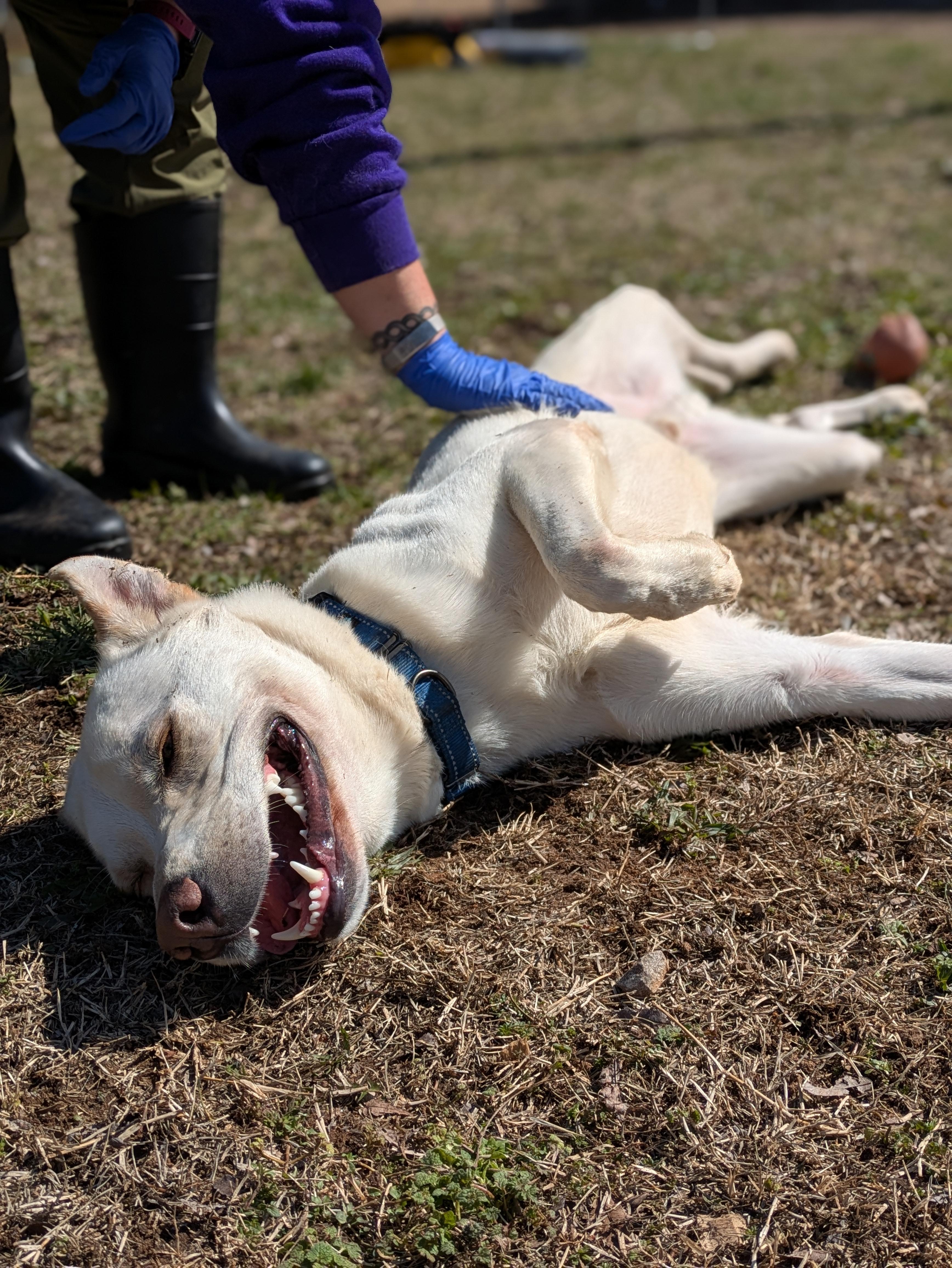 Bear, a Adoptable mixed breed in Huntsville, AL image 3/6