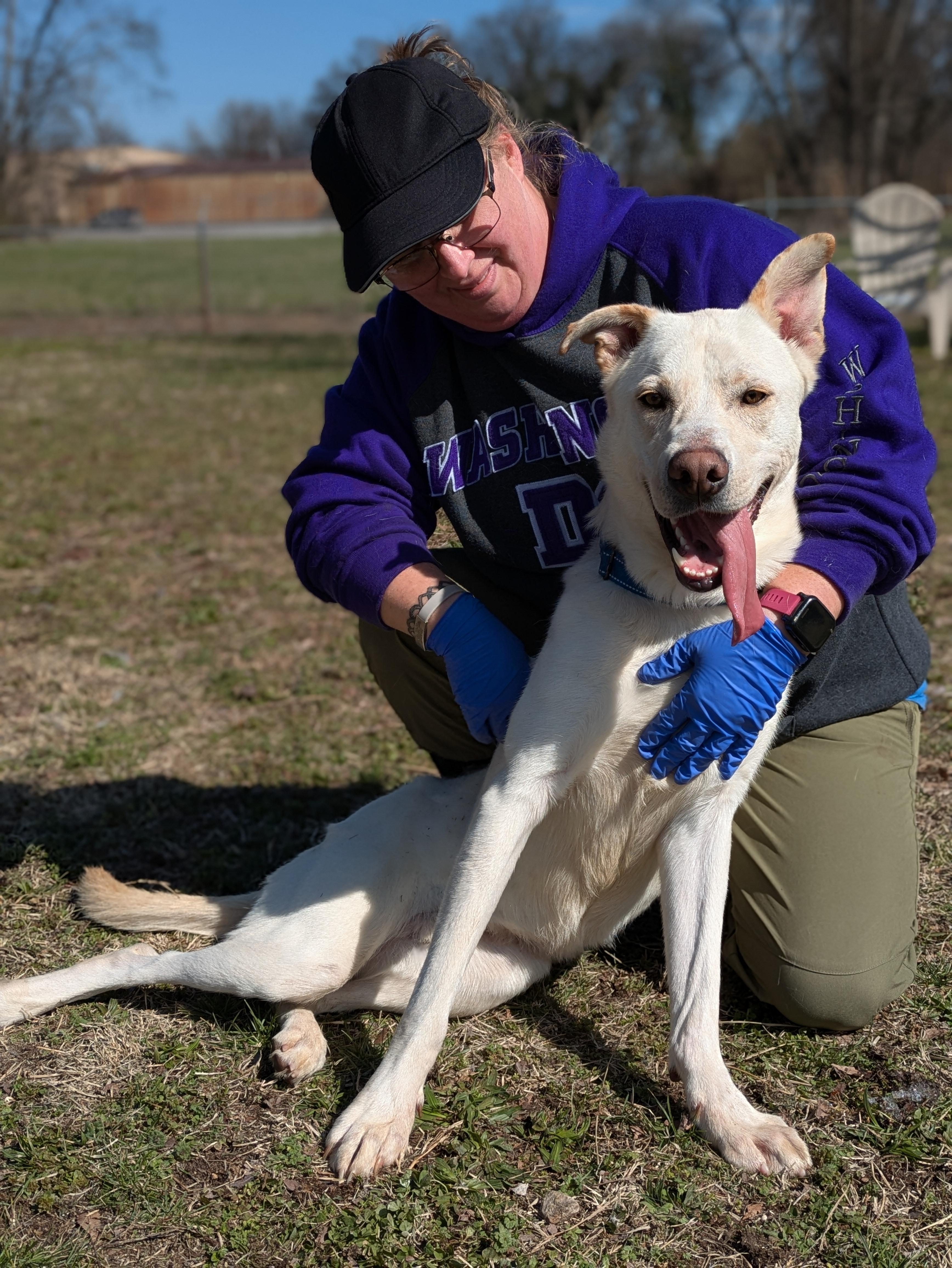 Bear, Adoptable, Adult Male Labrador Retriever & Husky.