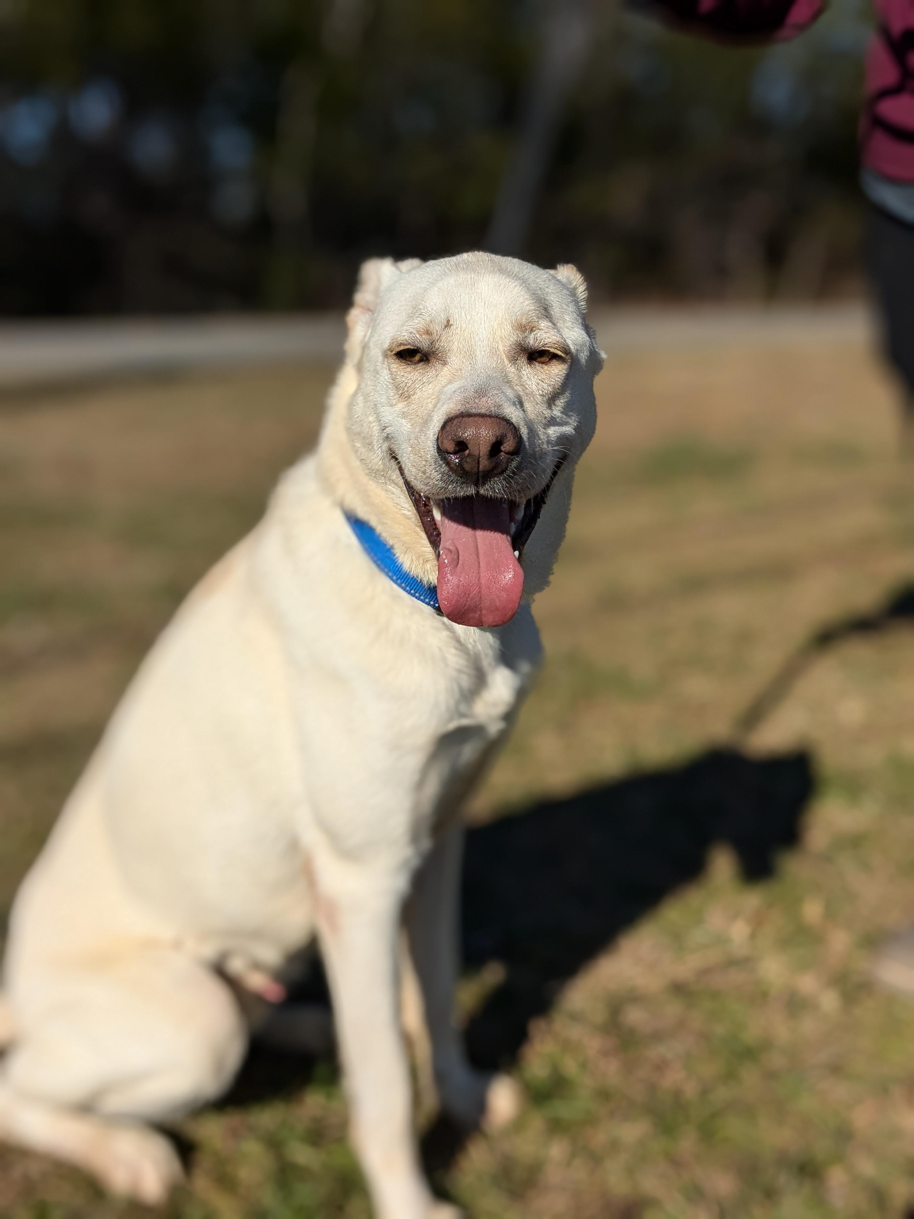Bear, a Adoptable mixed breed in Huntsville, AL image 4/6