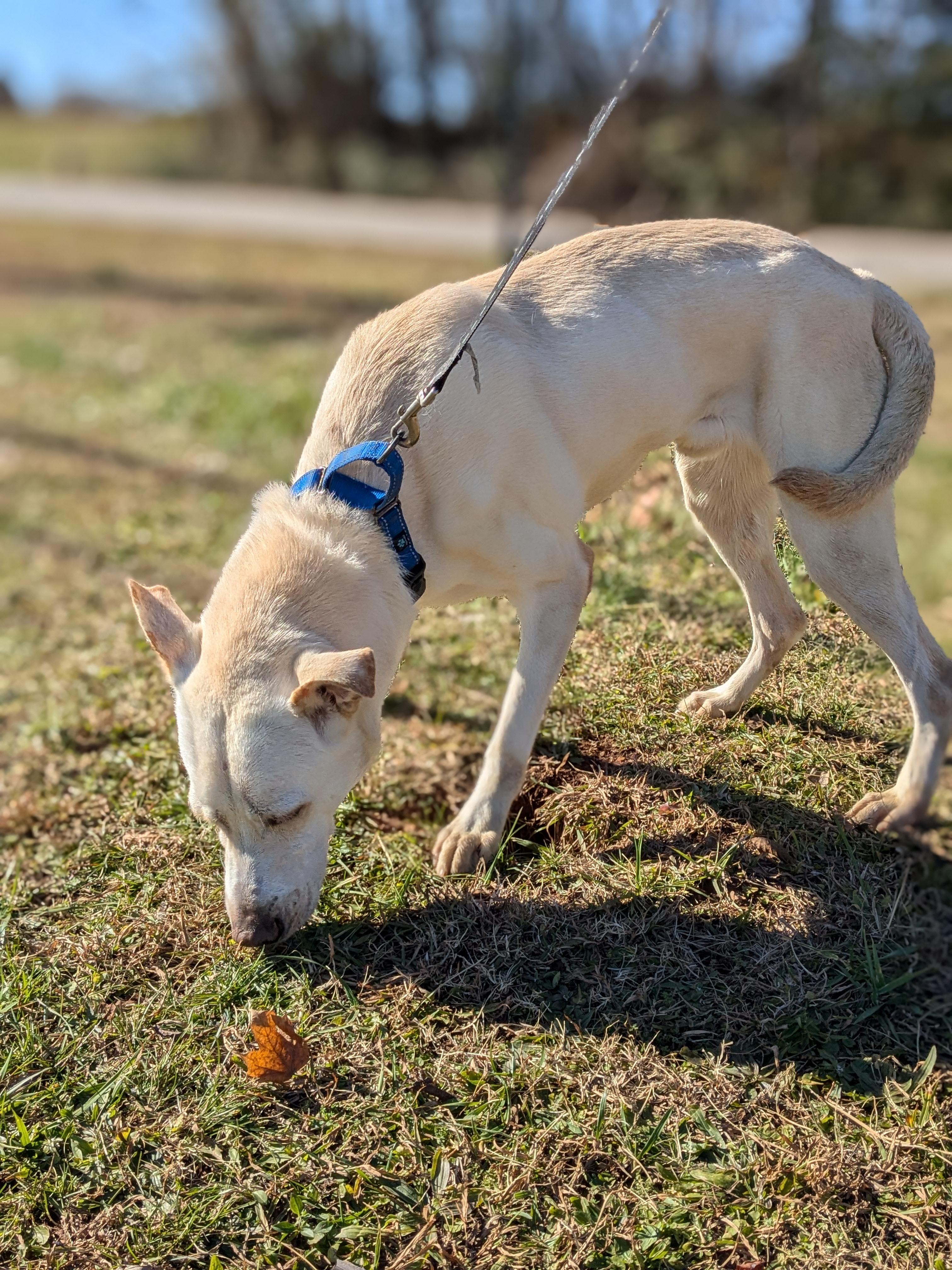 Bear, a Adoptable mixed breed in Huntsville, AL image 5/6