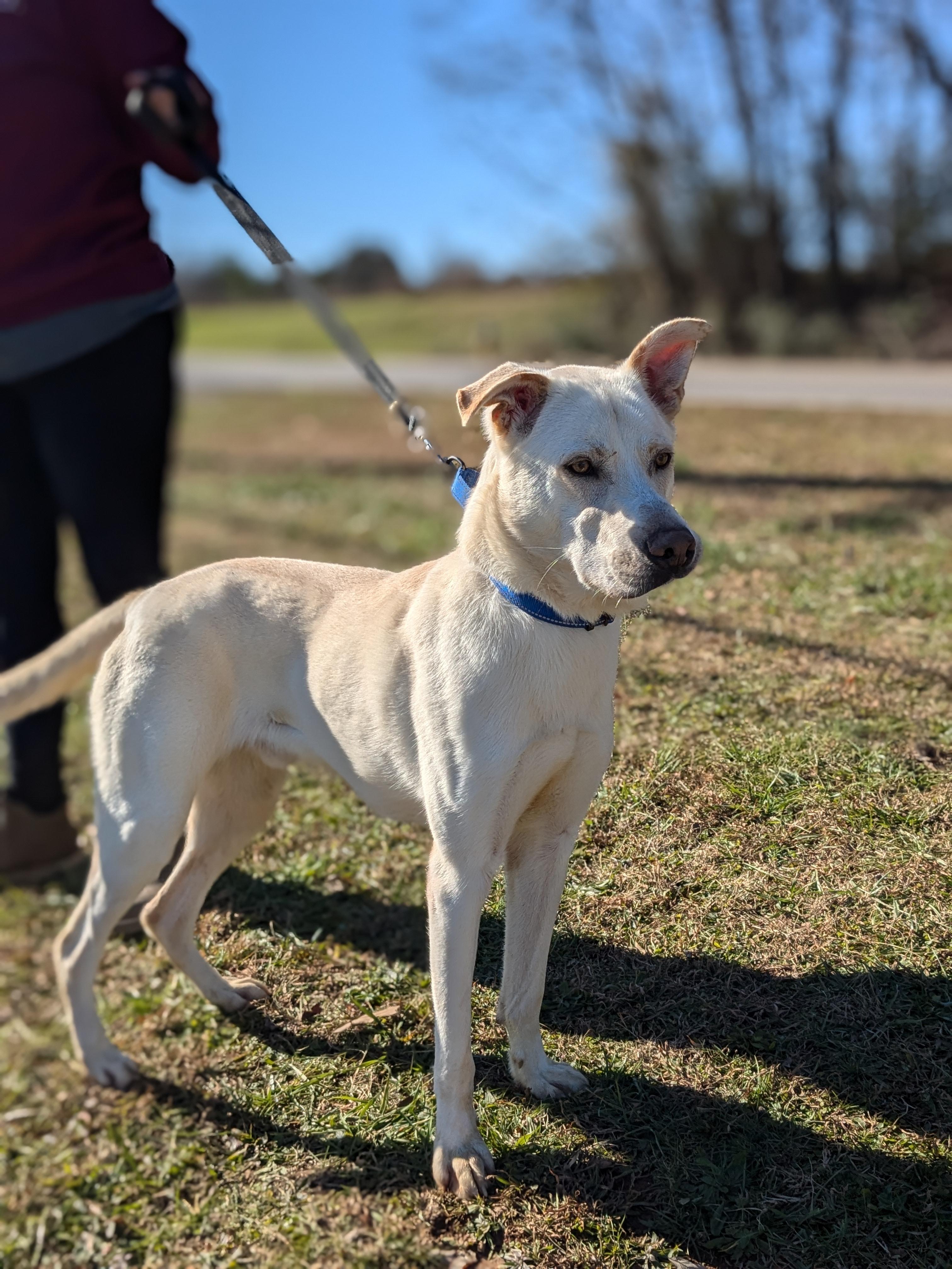 Bear, a Adoptable mixed breed in Huntsville, AL image 2/6