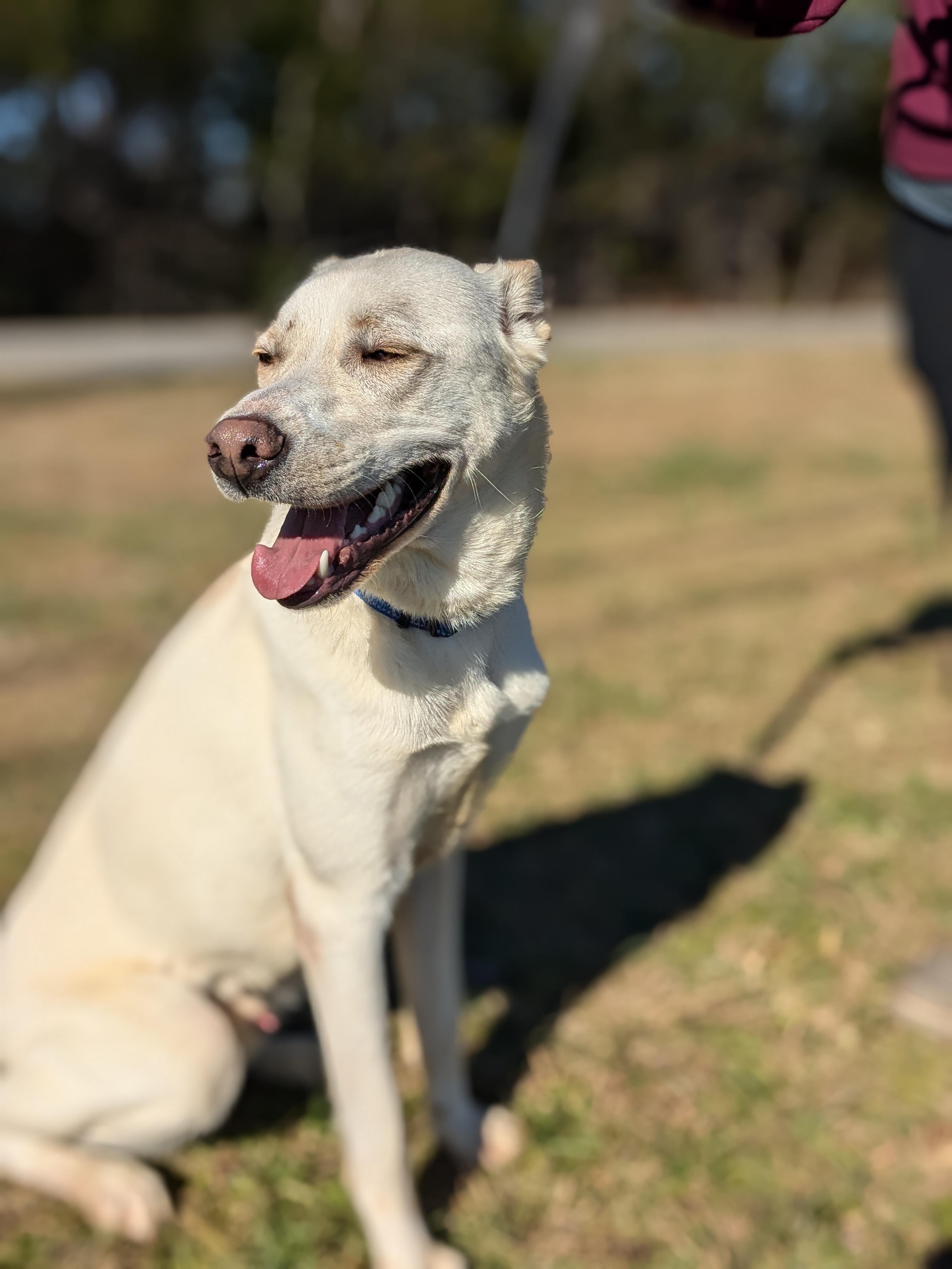 Bear, a Adoptable mixed breed in Huntsville, AL image 6/6