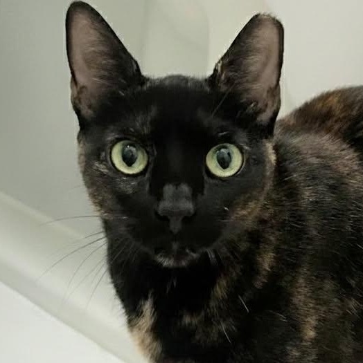 Enlarge Rosie , a Adoptable Domestic Short Hair in Charleston, SC image 5/6