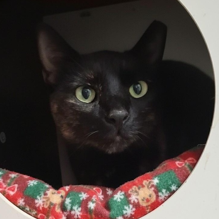 Enlarge Rosie , a Adoptable Domestic Short Hair in Charleston, SC image 3/6