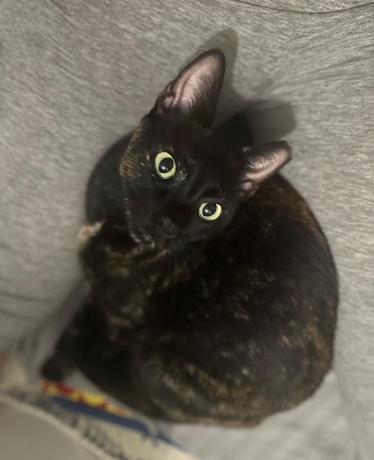 Enlarge Rosie , a Adoptable Domestic Short Hair in Charleston, SC image 2/6